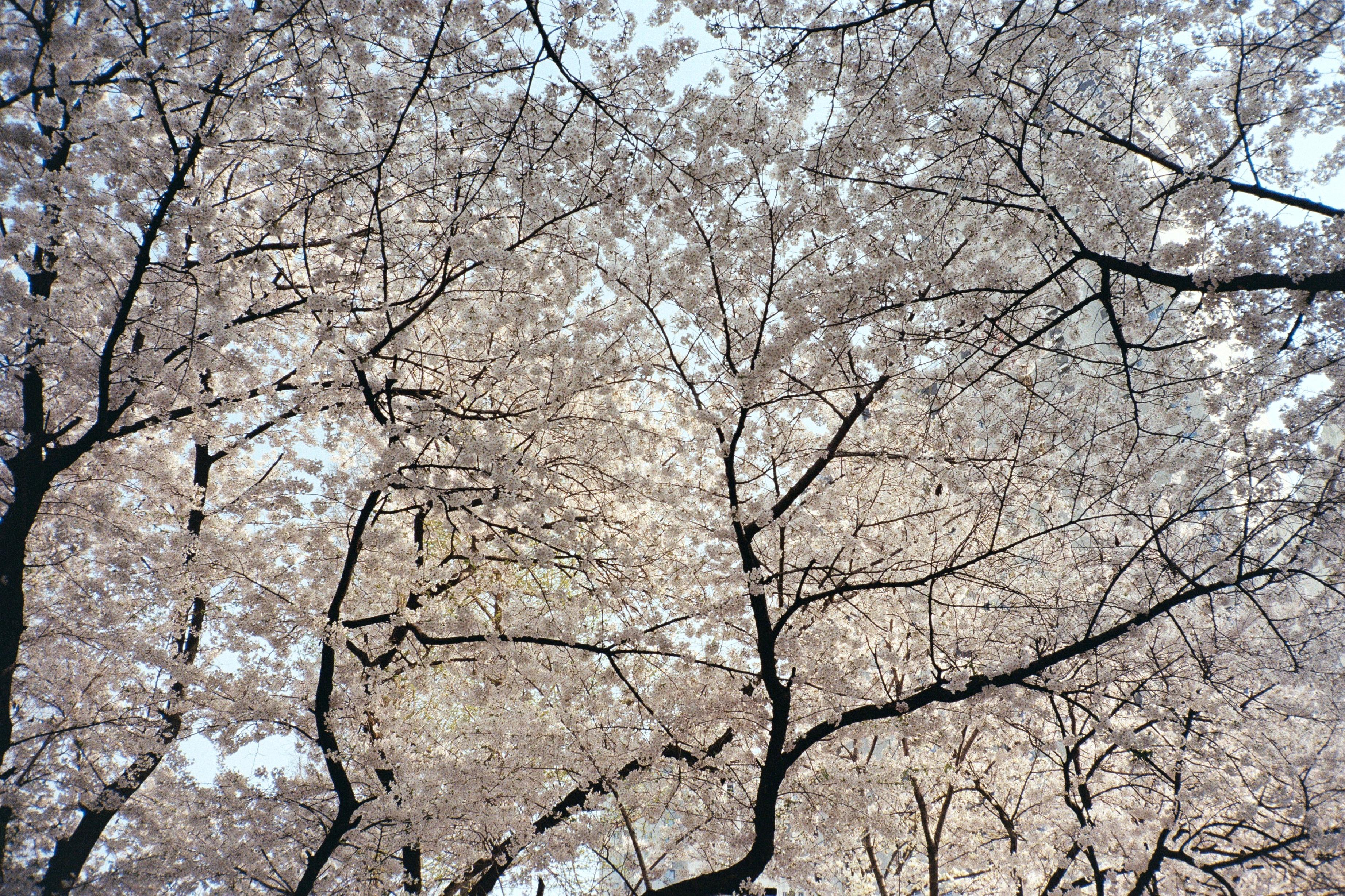 Arthur Hauser Color Photograph - Cherry Blossoms 2 / 벚꽃 2