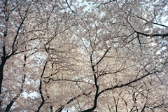 Kirschblüten 2 / 벚꽃 2