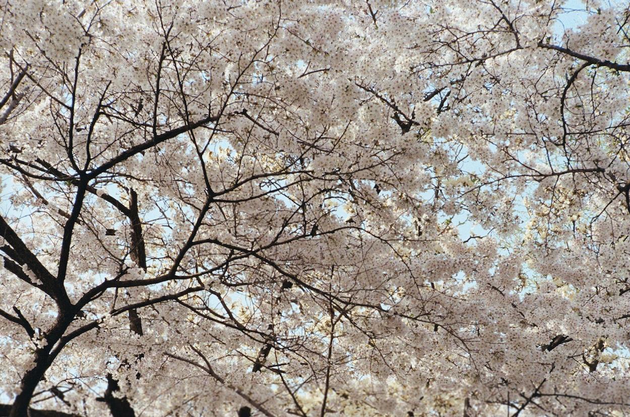 Kirschblüten 3 / 벚꽃 3 – Photograph von Arthur Hauser