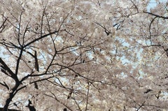 Cherry Blossoms 3 / 벚꽃 3