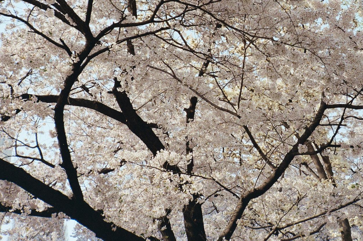 Cherry Blossoms 3 / 벚꽃 3 - Autres styles artistiques Photograph par Arthur Hauser