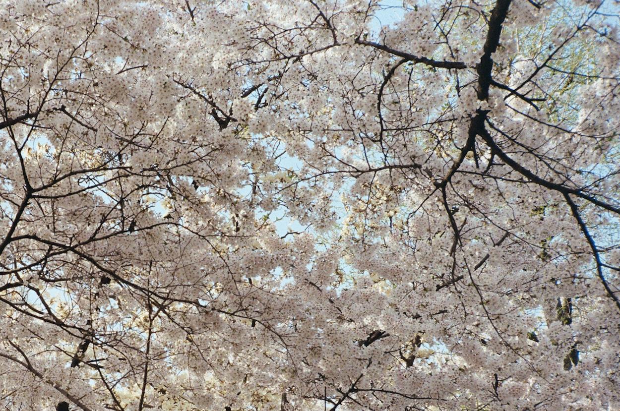 Kirschblüten 3 / 벚꽃 3 (Grau), Color Photograph, von Arthur Hauser