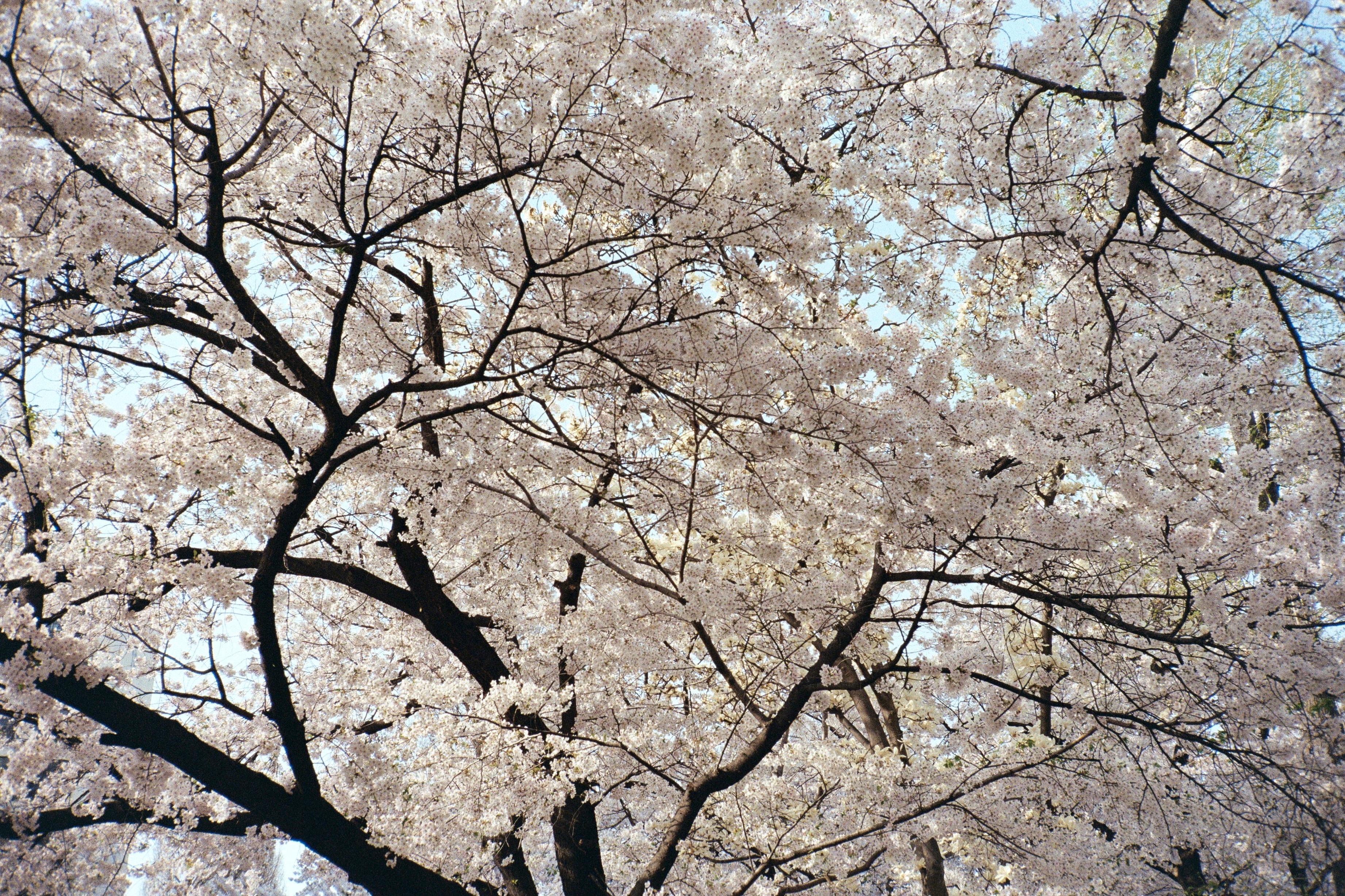 Arthur Hauser Color Photograph – Kirschblüten 3 / 벚꽃 3