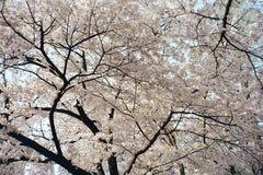 Cherry Blossoms 3 / 벚꽃 3