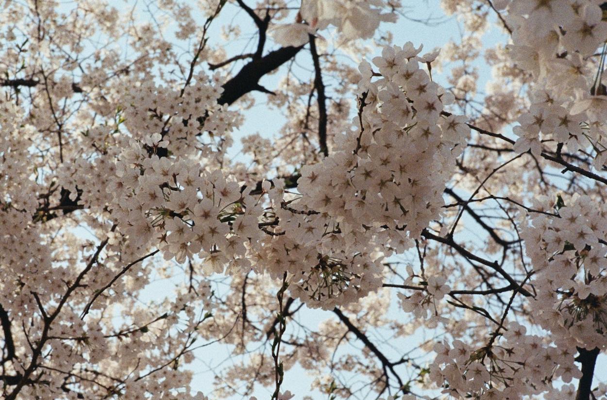Cherry Blossoms 1 / 벚꽃 1 - Photograph by Arthur Hauser