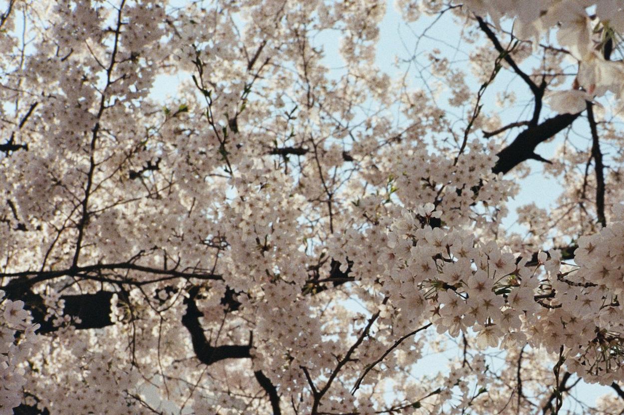 Cherry Blossoms 1 / 벚꽃 1 - Other Art Style Photograph by Arthur Hauser