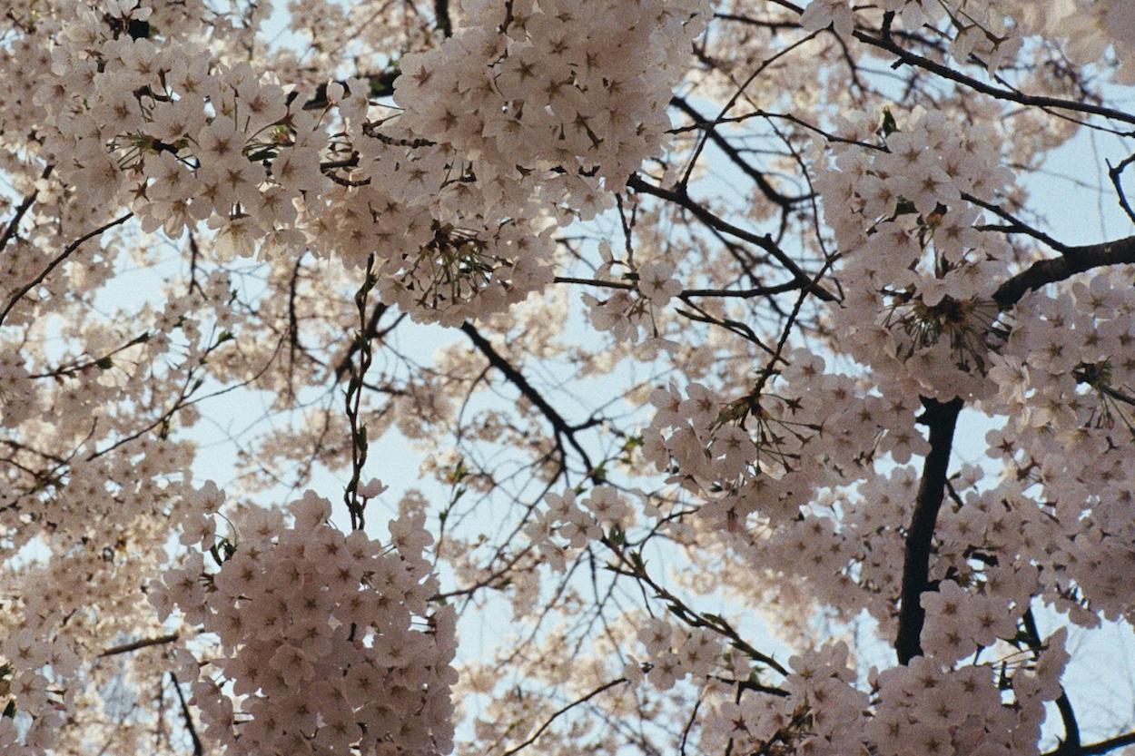 Cherry Blossoms 1 / 벚꽃 1 - Gray Color Photograph by Arthur Hauser