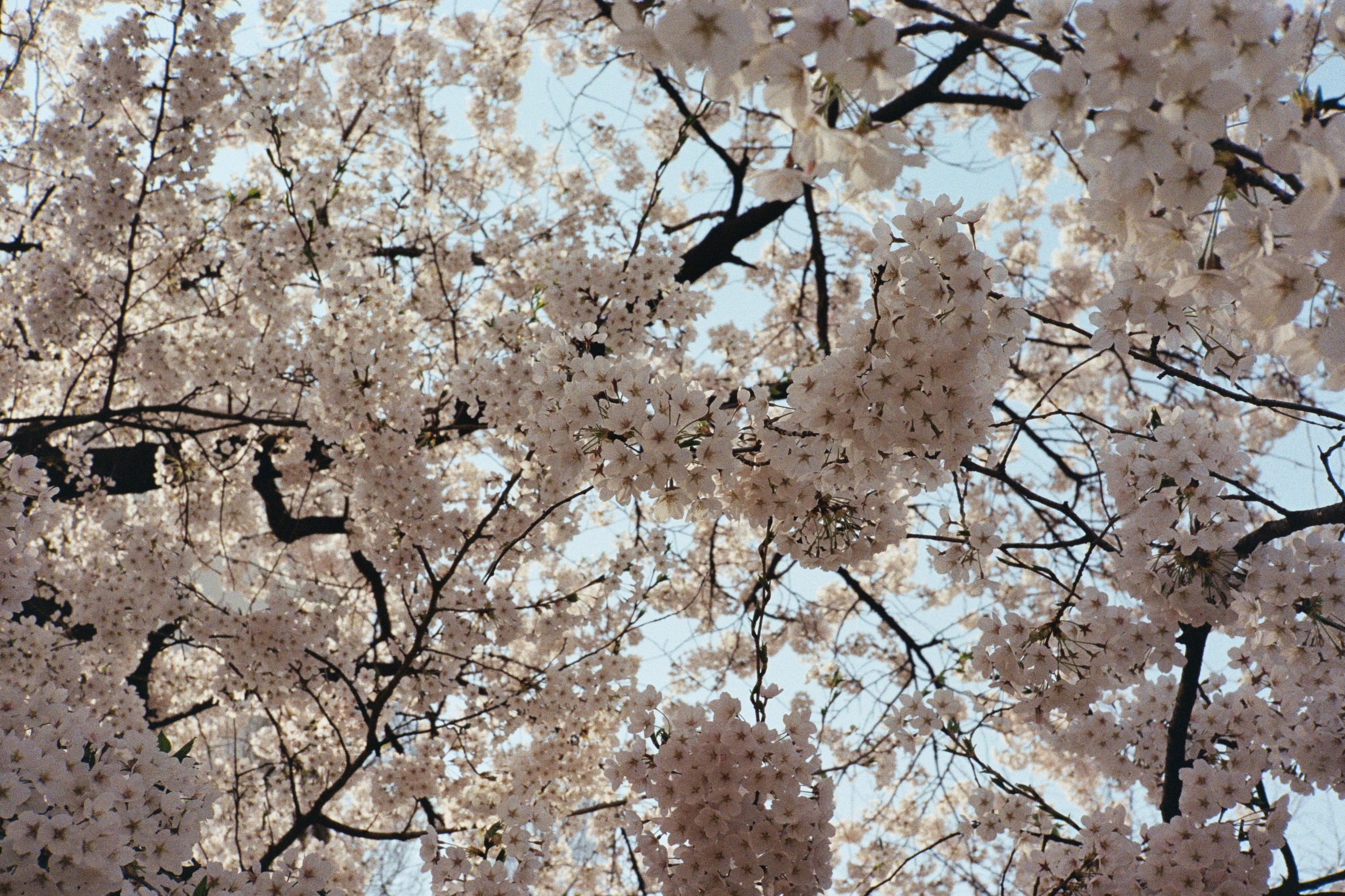 Arthur Hauser Color Photograph - Cherry Blossoms 1 / 벚꽃 1