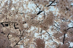 Cherry Blossoms 1 / 벚꽃 1