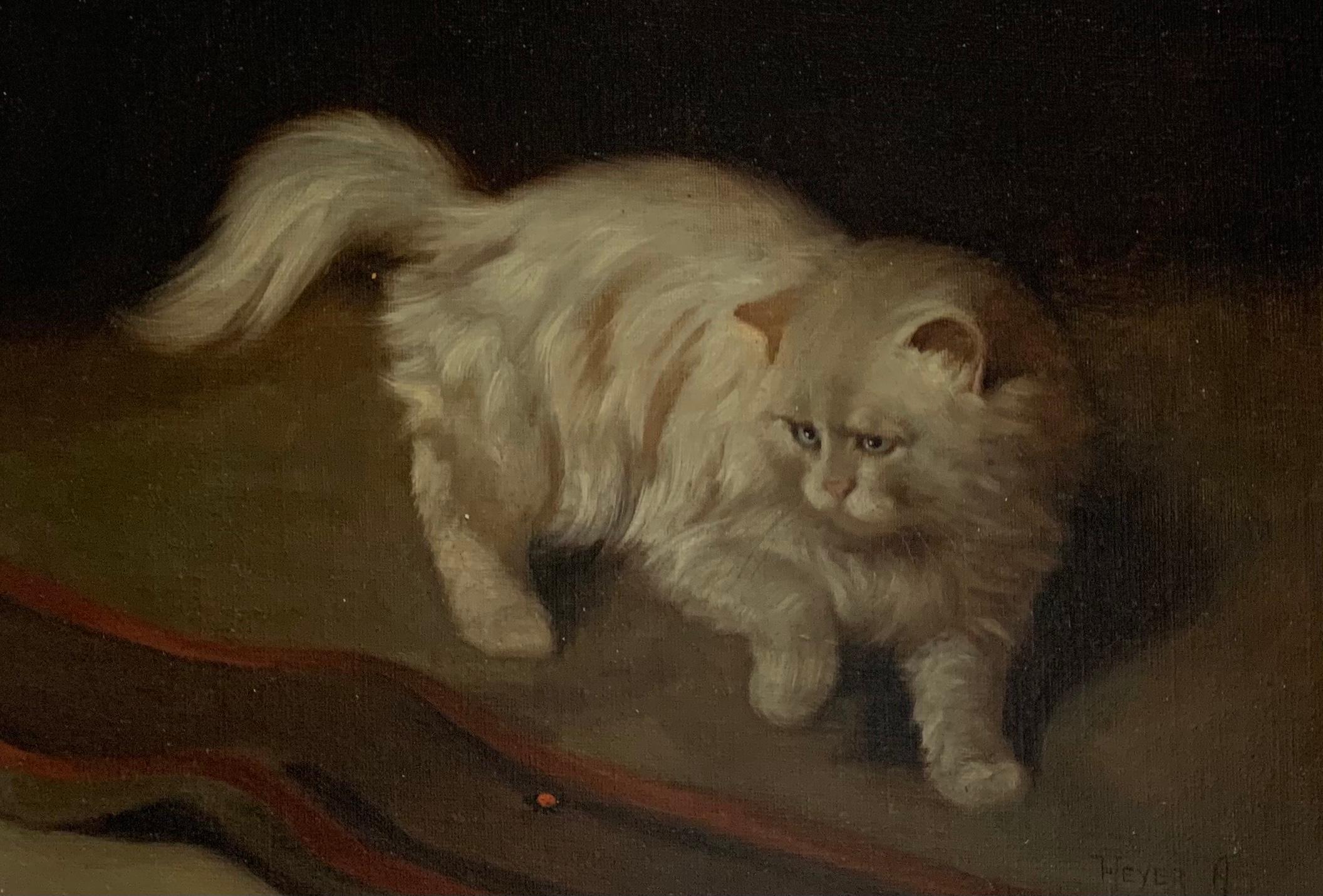 heyer cat