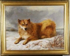 A Husky in a snowy landscape