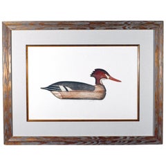 Arthur Nevin Red-Breasted Merganser Hen Duck Decoy Print, Signed Color Etching