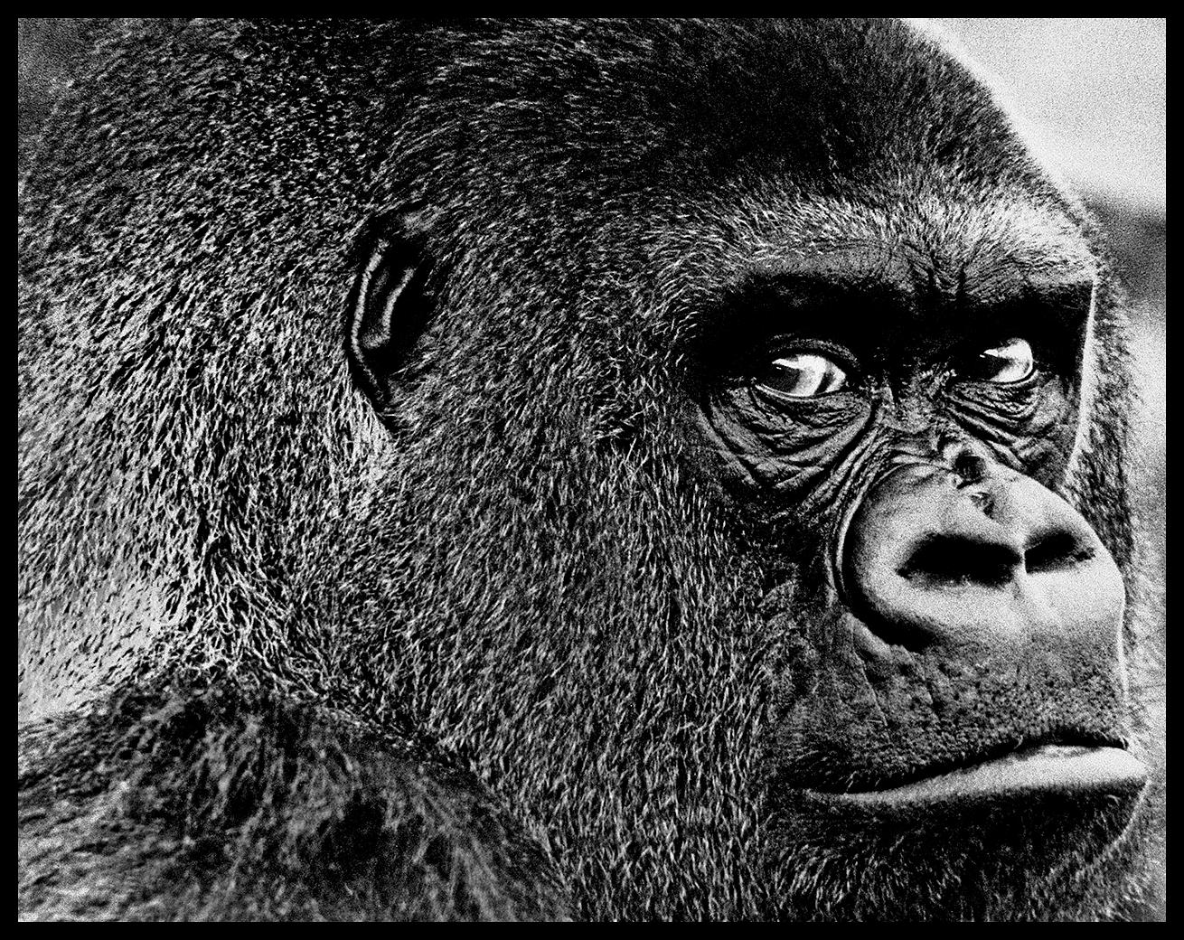 Guy The Gorilla Regent's Park Londres

Par Arthur Steele 

Taille du papier : 44 x 33.5" / 112 x 85 cm

Tirage à la gélatine argentique
1970 (imprimé ultérieurement)
non encadré
signé à la main
édition limitée à 30 exemplaires

note : d'autres