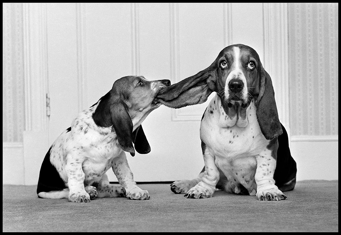 Lend Me Your Ear Daffy And Joyful 1960

By Arthur Steel 

Paper size: 44 x 33.5" / 112 x 85 cm

Silver Gelatin Print
1960 (printed later)
unframed
hand signed
limited edition of 30

note other print sizes and framing options are available, please