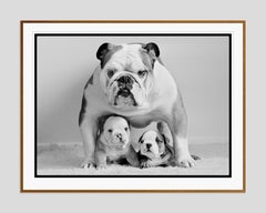 Pooch protector de Arthur Steel