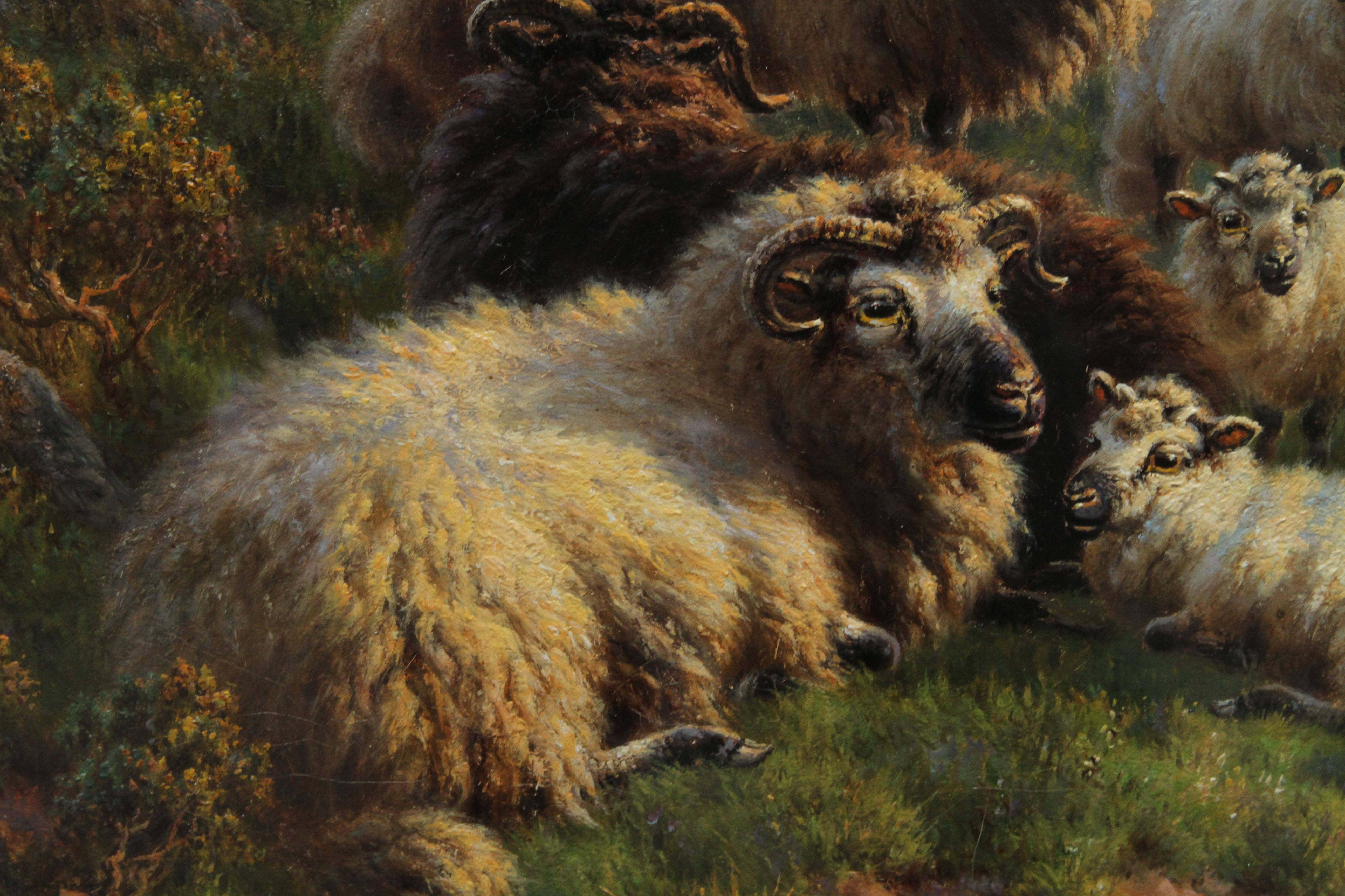 arthur sheep