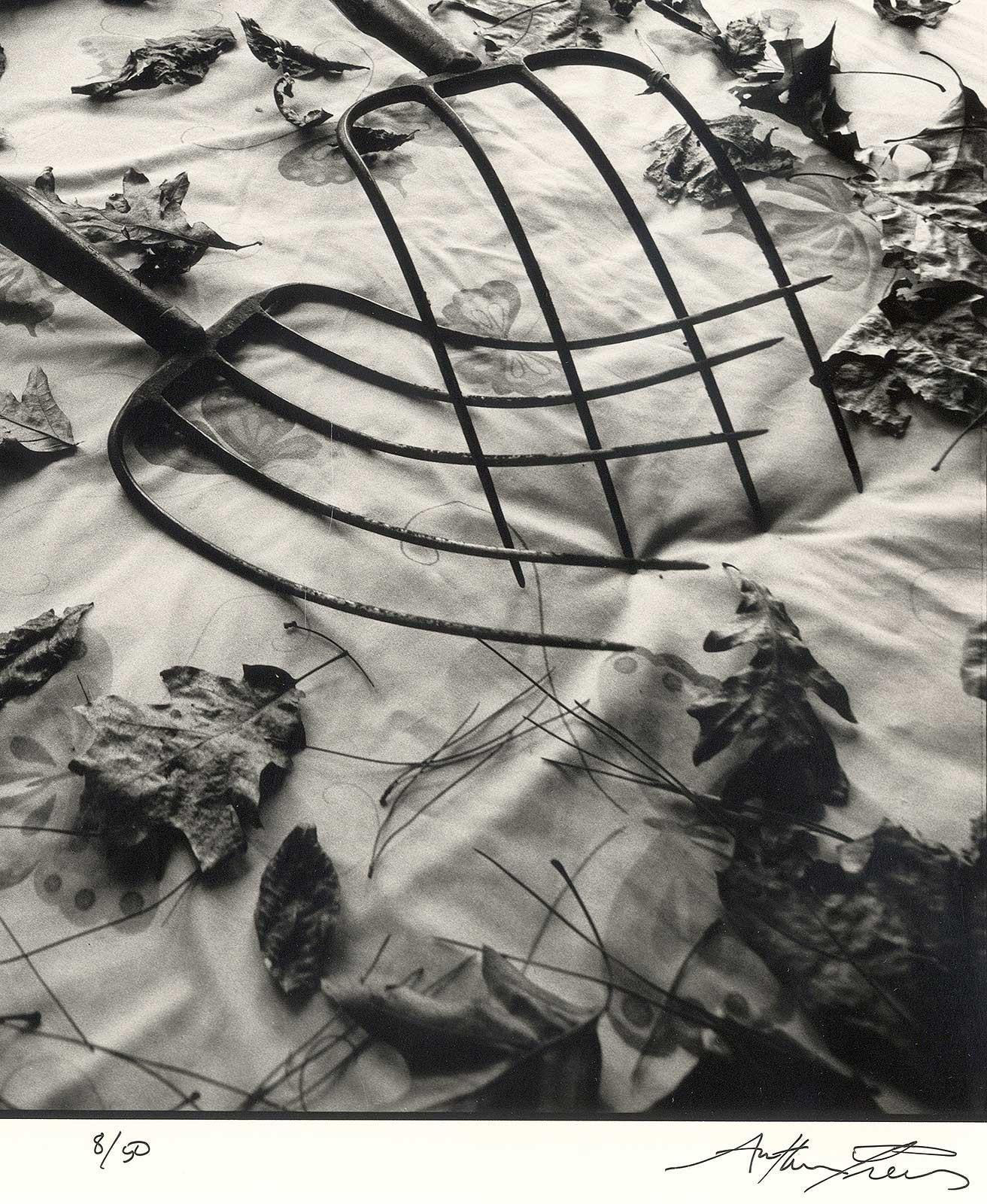 Fabrication de feuilles (une sexy nature morte où deux rallonges et quelques feuilles reflètent la chaleur) - Contemporain Photograph par Arthur Tress