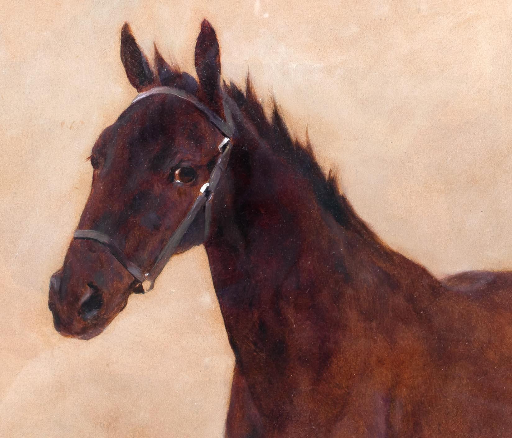 Portrait d'un cheval, 19e siècle  par Arthur WARDLE (1864-1949)   4