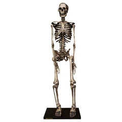 Vintage Articulated Silvered Bronze Anatomically Correct Skelton