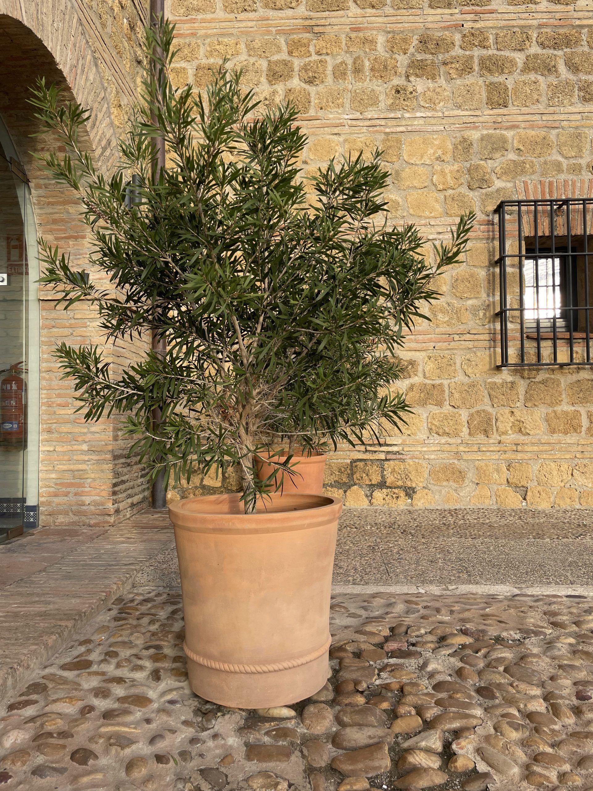 Jardinera Artesana de Terracota Natural Diseño Clásico Acabado Personalizado Disponible en venta 6