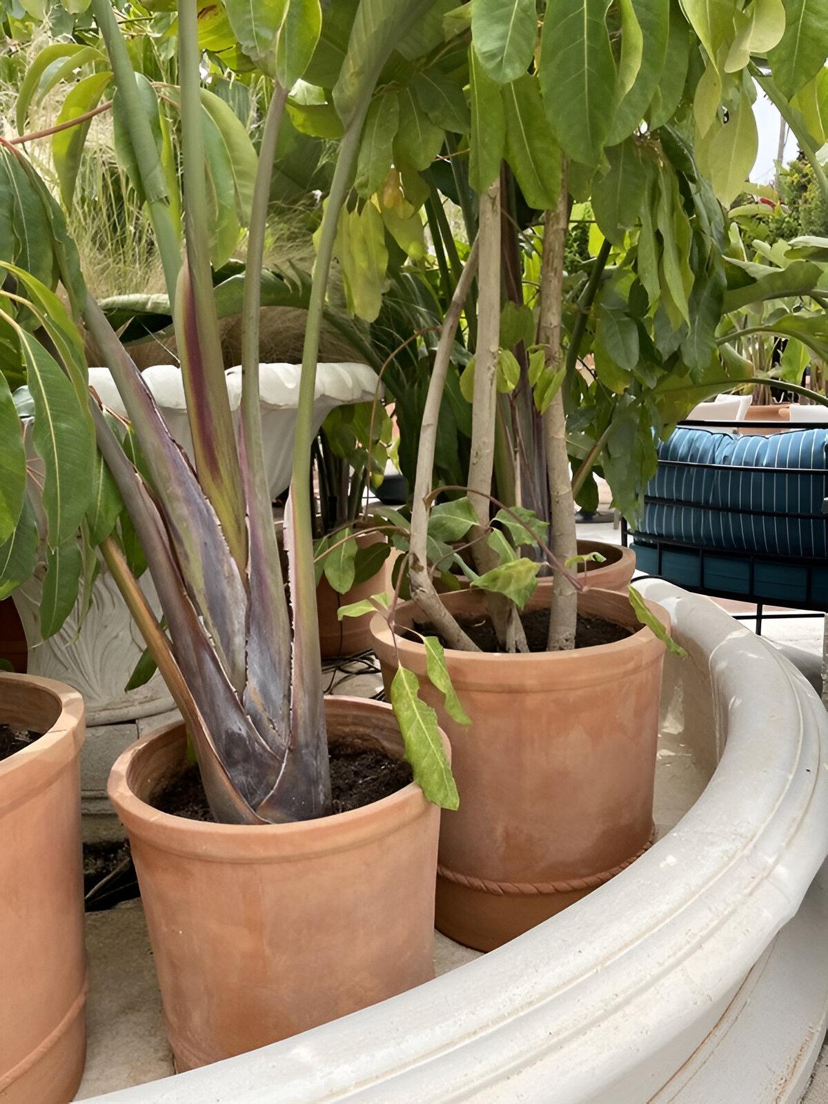 Jardinera Artesana de Terracota Natural Diseño Clásico Acabado Personalizado Disponible en venta 1