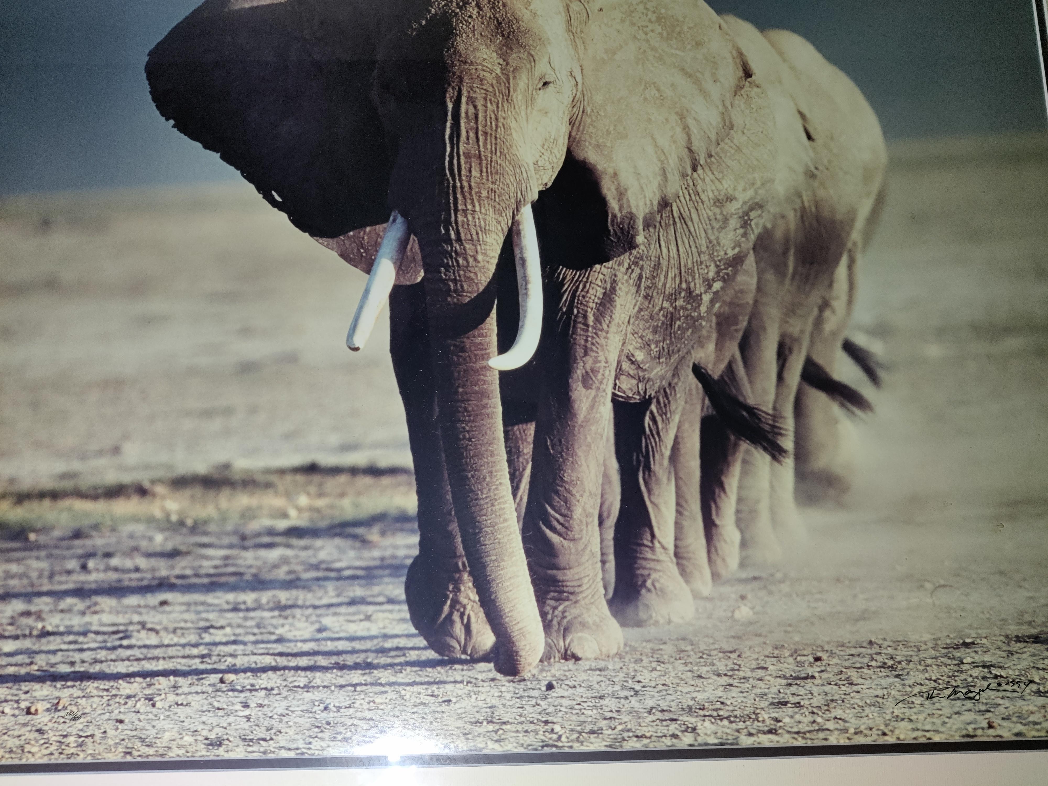 Artist Signed and Numbered Photo of  Elephants  In Good Condition For Sale In Cincinnati, OH