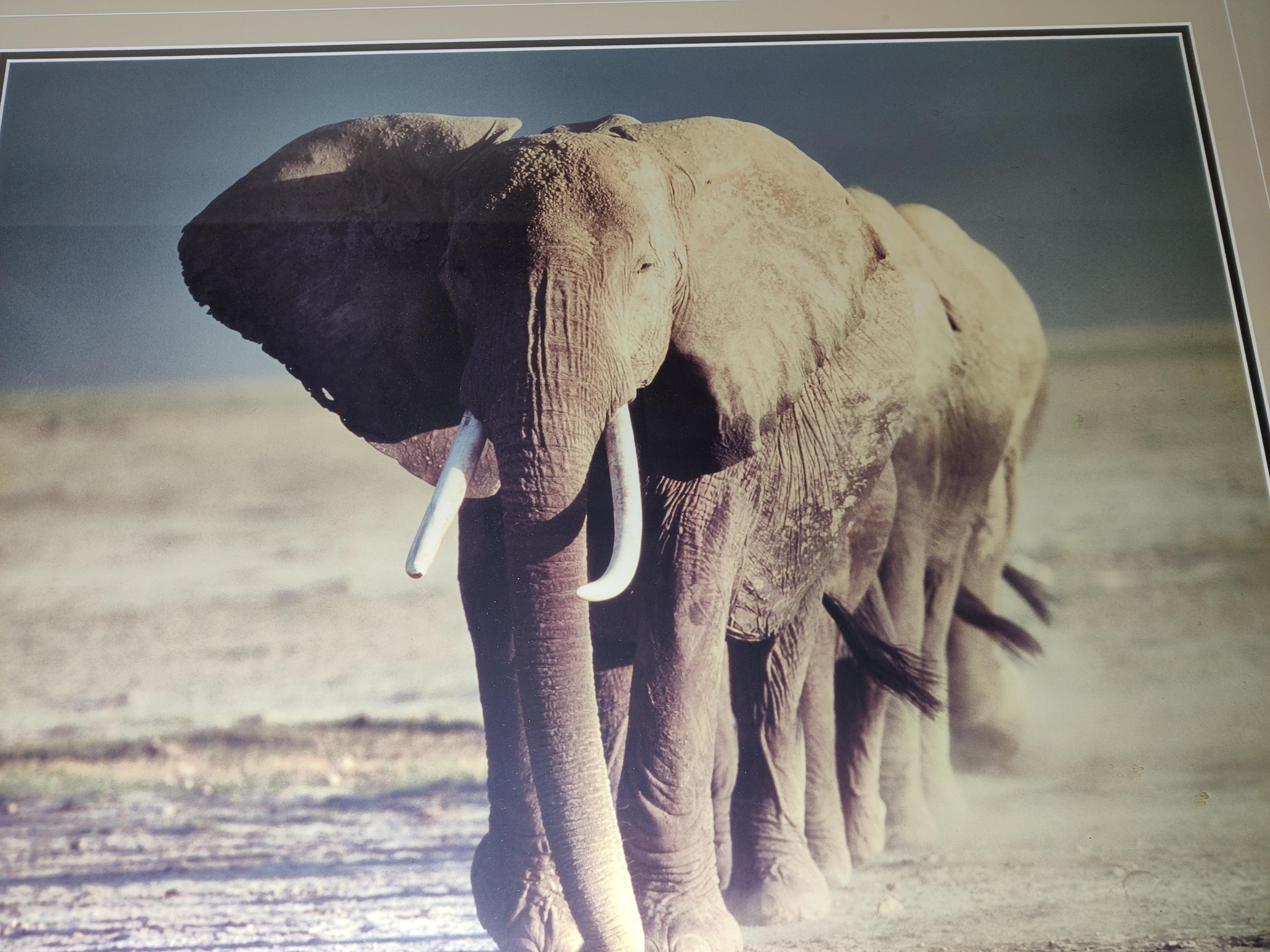 Late 20th Century Artist Signed and Numbered Photo of  Elephants  For Sale