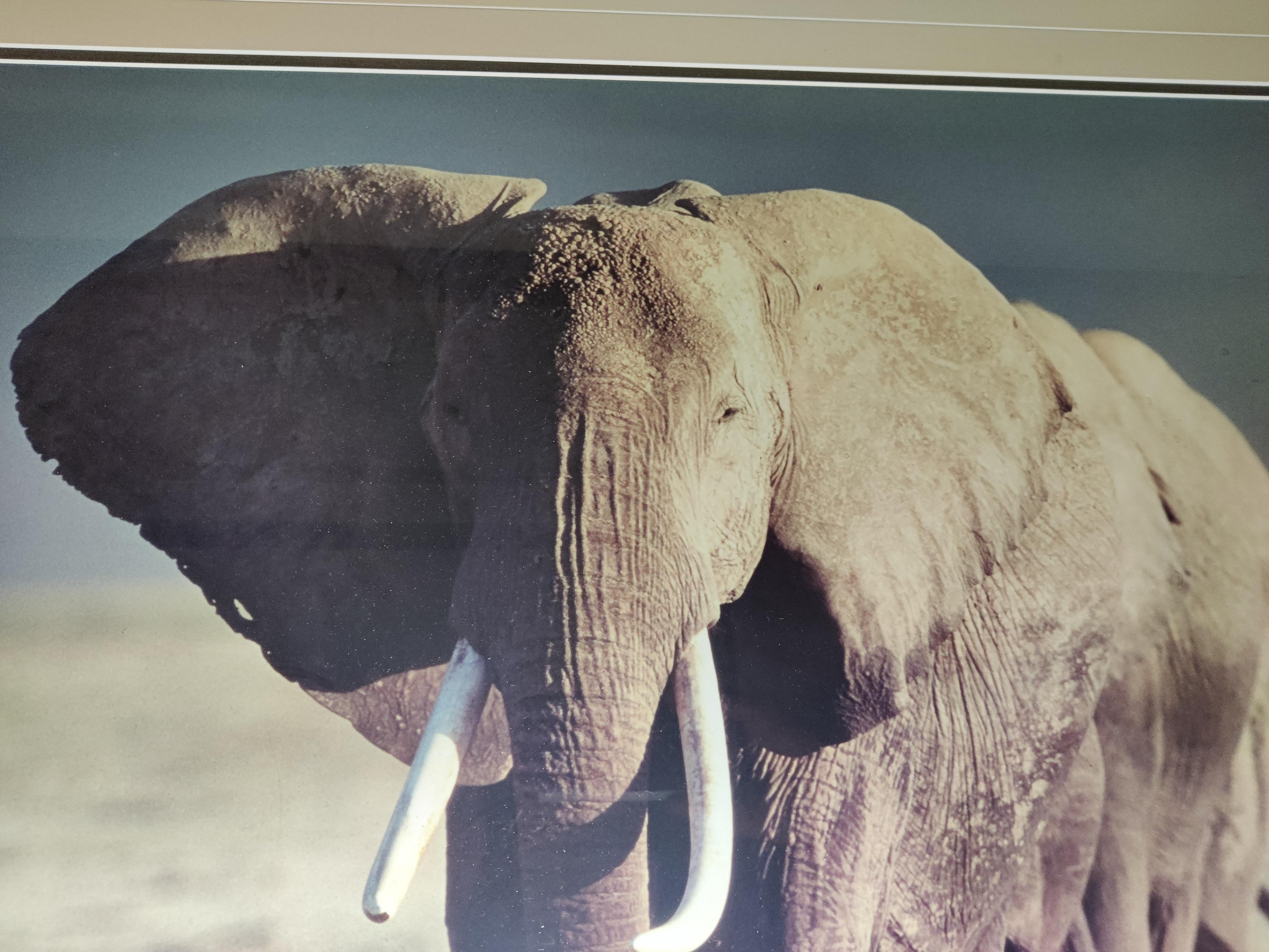 Artist Signed and Numbered Photo of  Elephants  For Sale 1