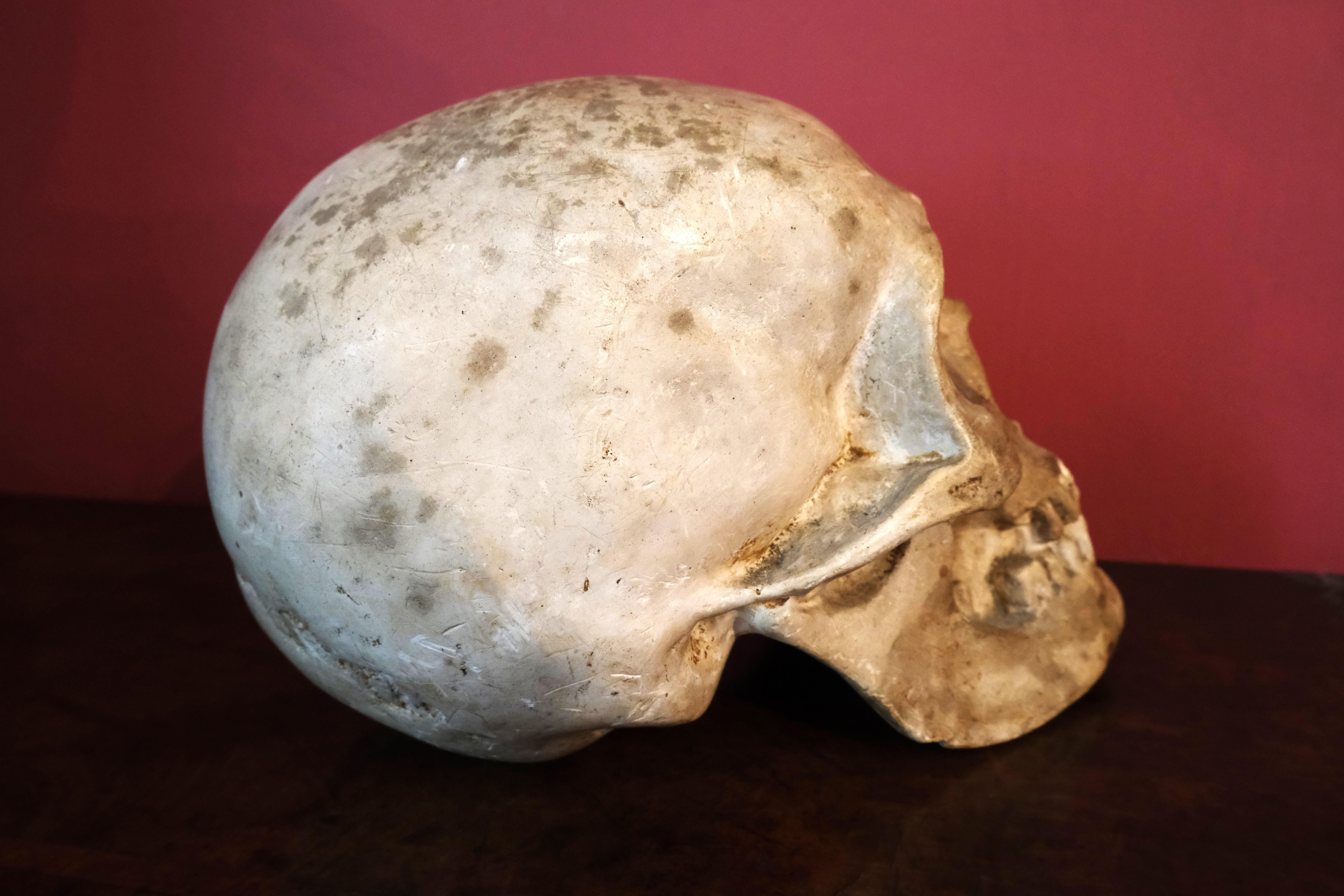 Hutton-Clarke Antiques is proud to present this extraordinary 19th-century Plaster of Paris skull, a rare and unusual find for connoisseurs of historical artifacts. Masterfully sculpted to emulate the intricate details of a real human skull, this