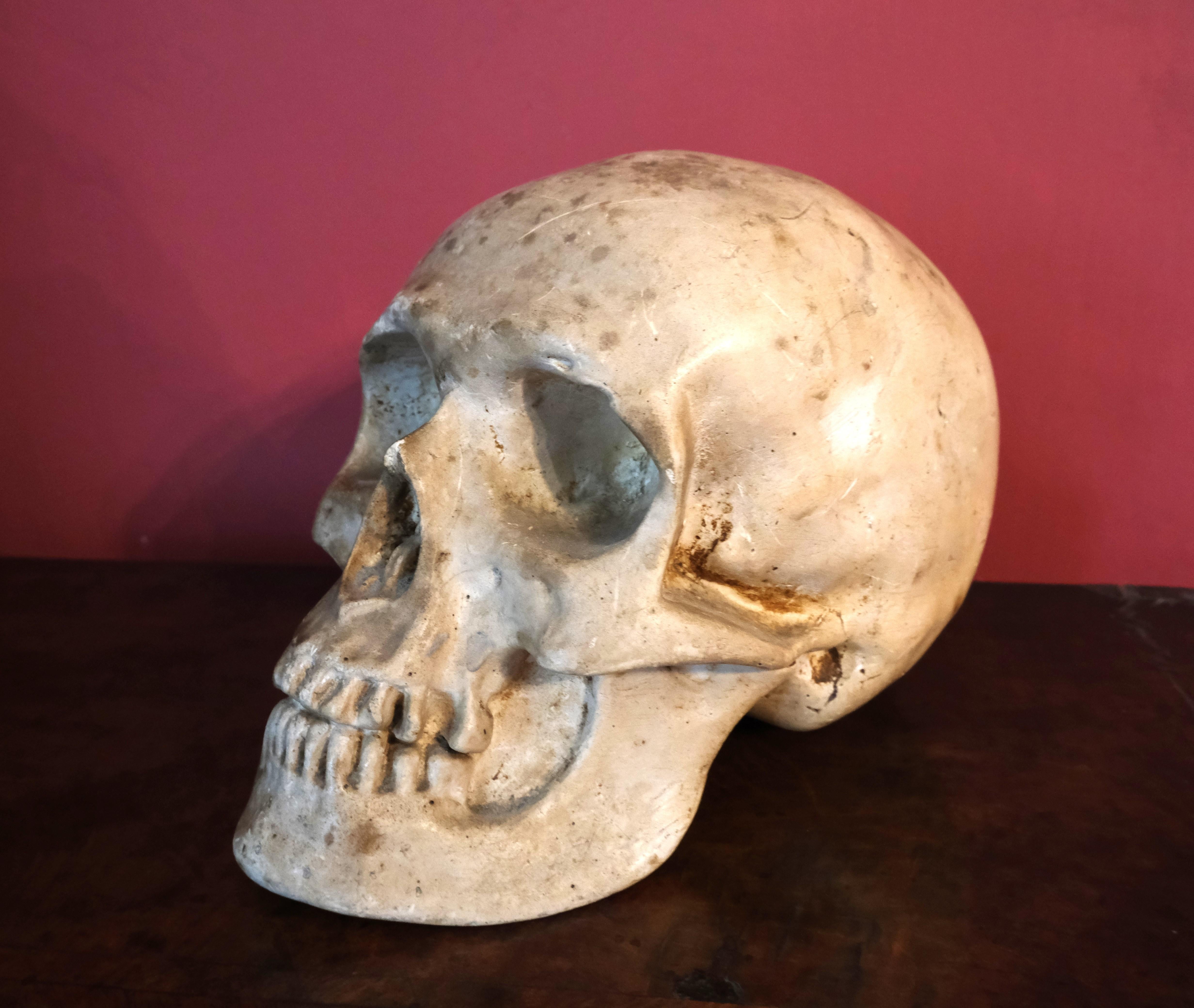 French Artists plaster skull For Sale