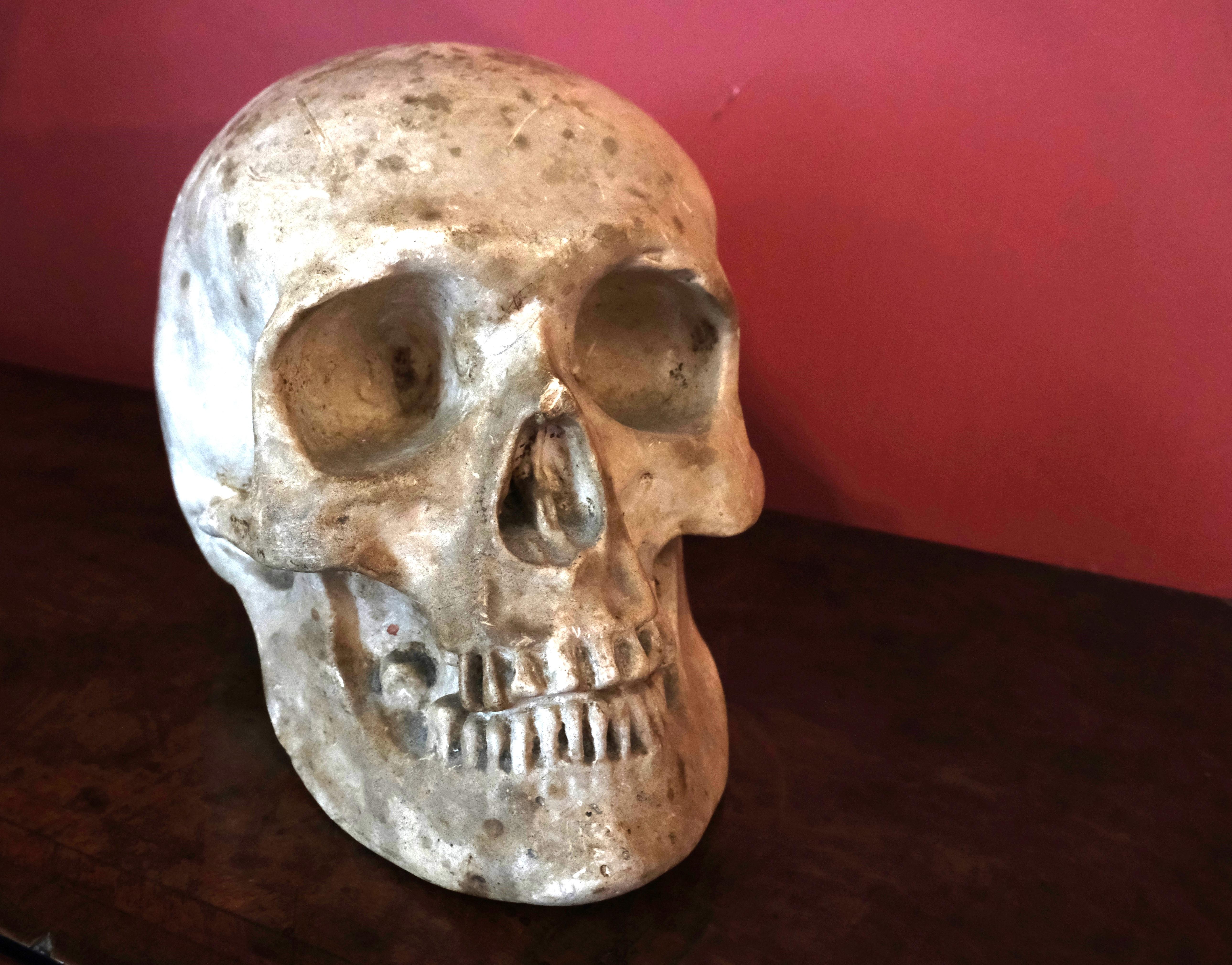 Cast Artists plaster skull For Sale
