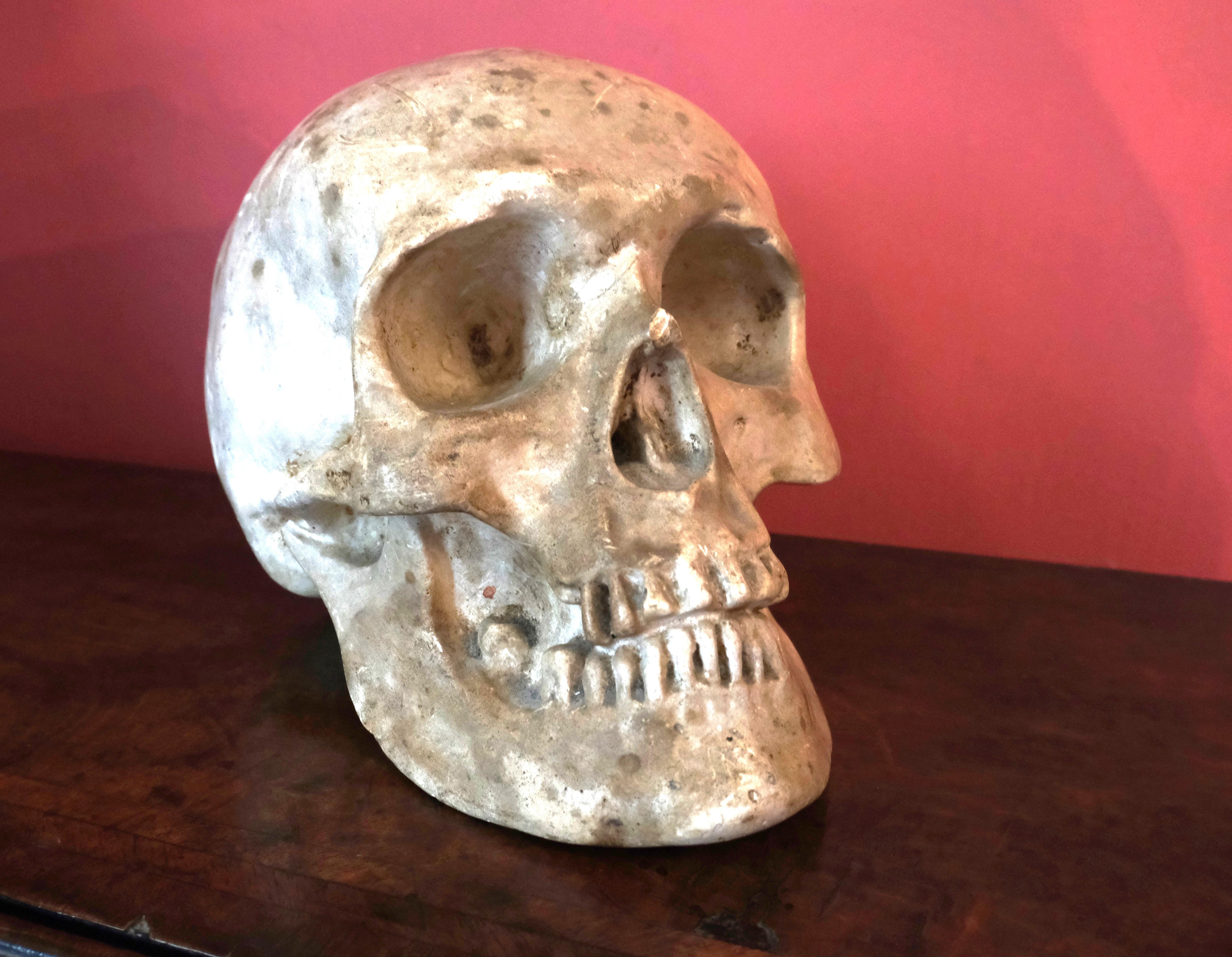 Artists plaster skull In Good Condition For Sale In Cheltenham, GB