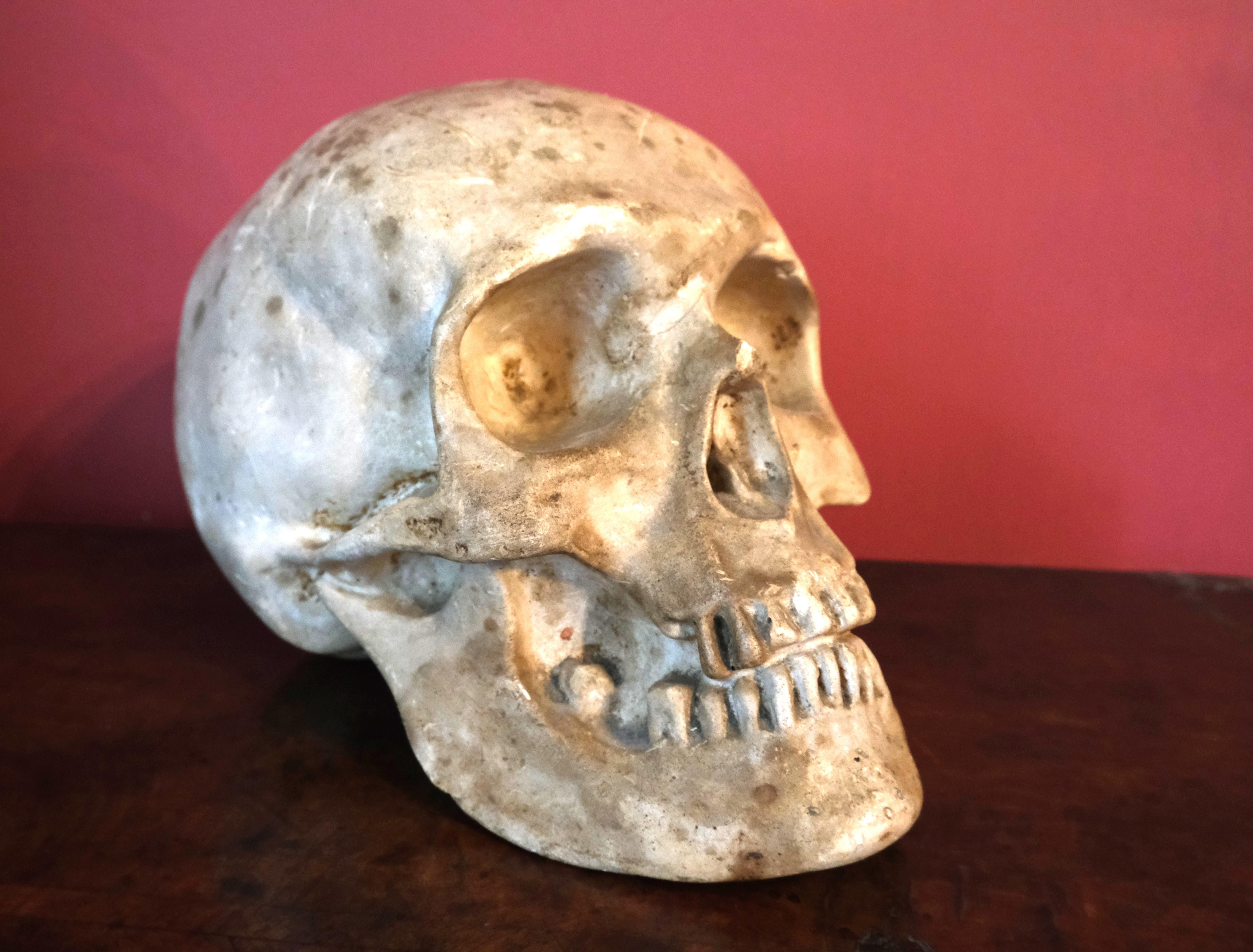 Mid-19th Century Artists plaster skull For Sale