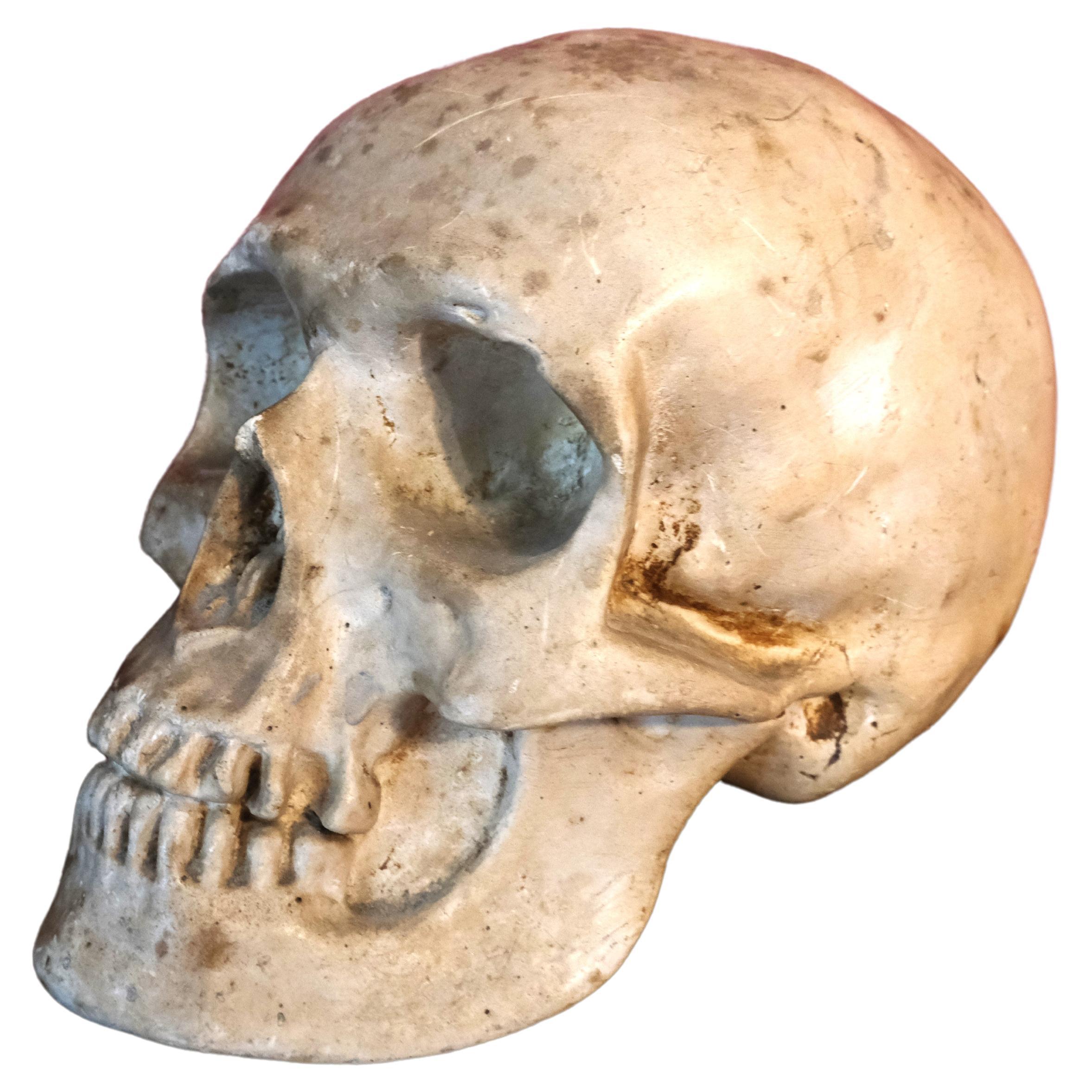 Artists plaster skull For Sale