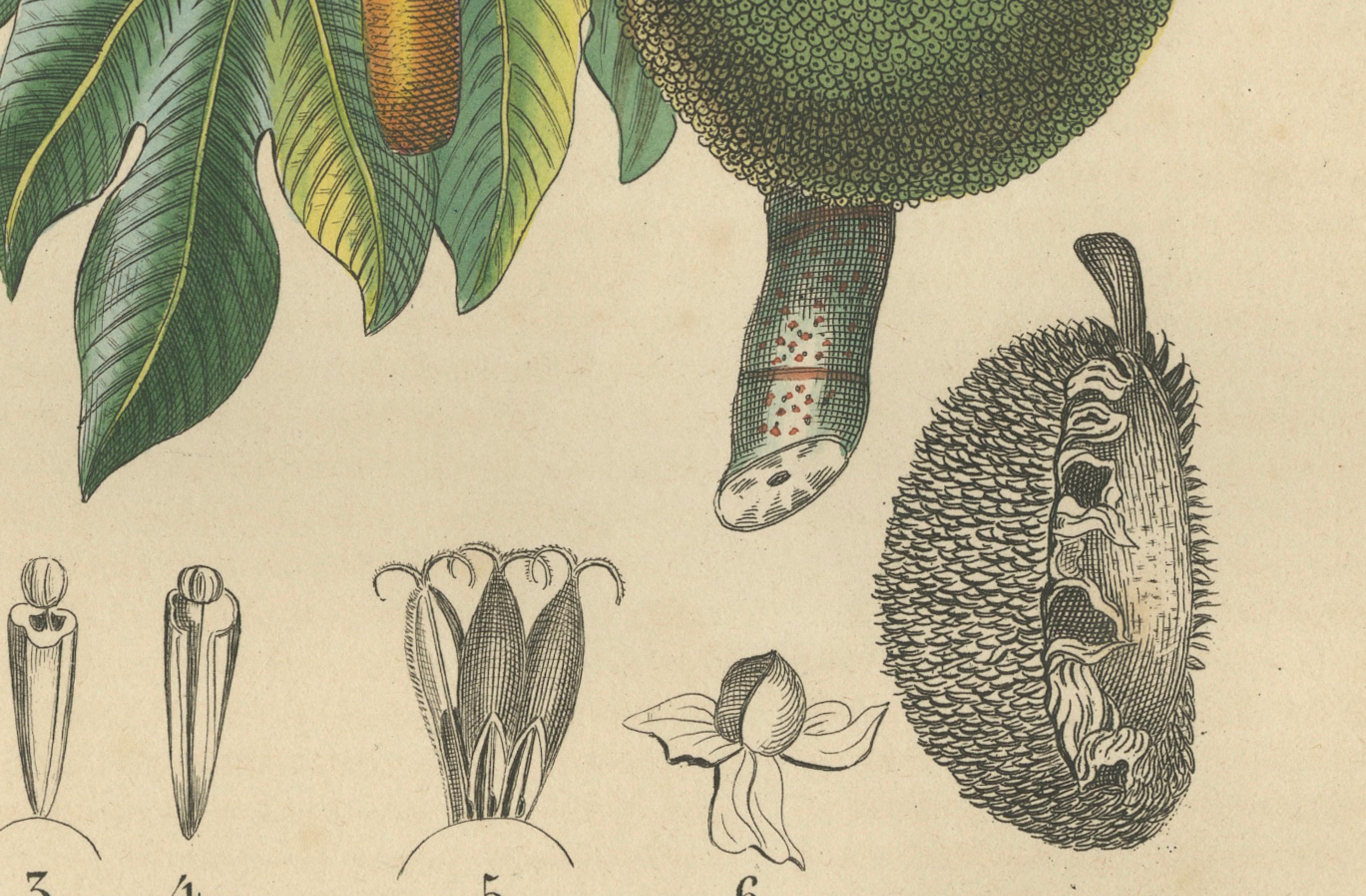 Artocarpus incisa (Árbol del pan) - Grabado botánico coloreado a mano, hacia 1825

Descripción:  
Este llamativo grabado en cobre coloreado a mano muestra *Artocarpus incisa, conocido comúnmente como árbol del pan. Titulado en francés 