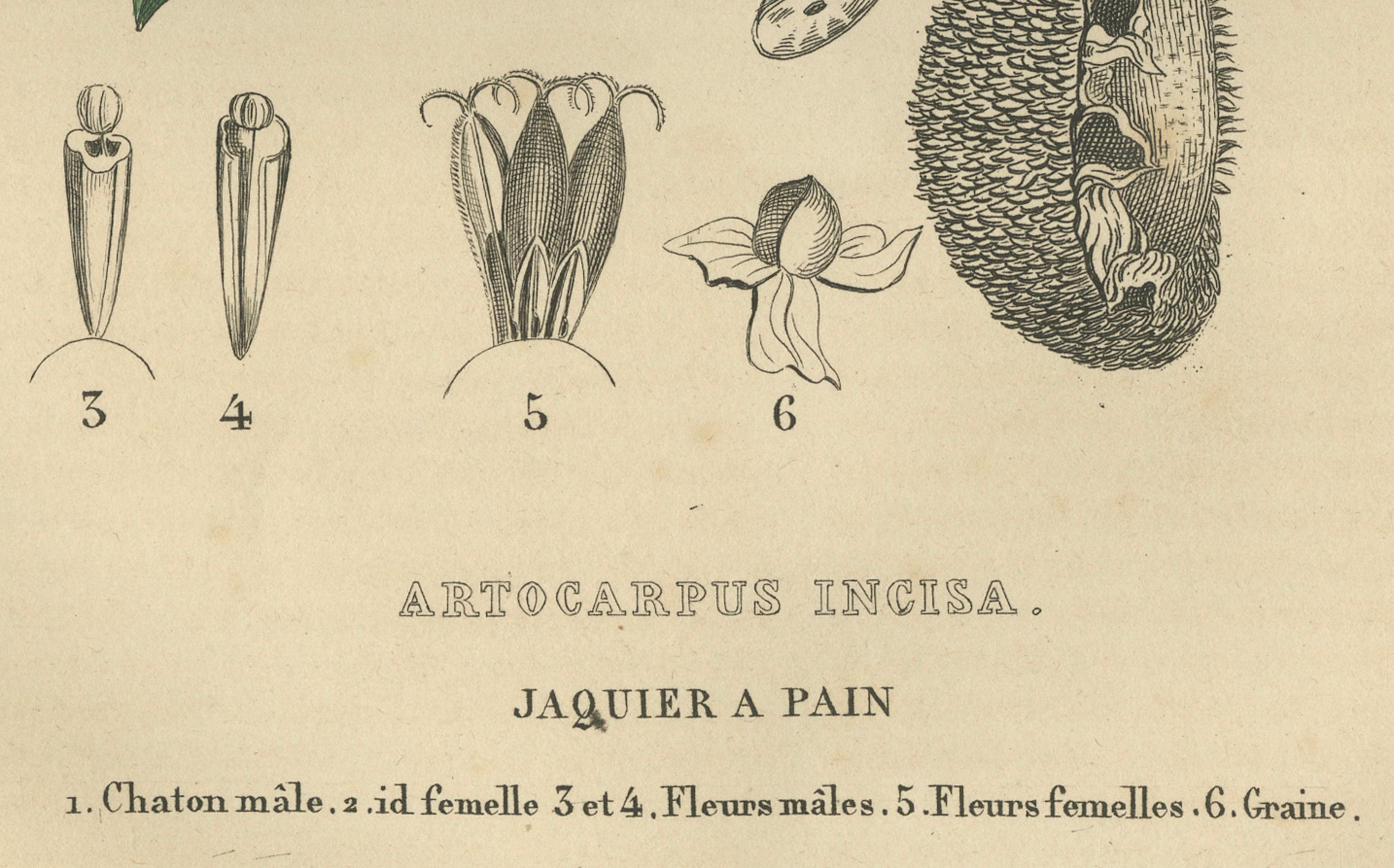 Artocarpus incisa (Árbol del pan) - Grabado botánico coloreado a mano, ca. 1825 en Bueno estado para la venta en Langweer, NL