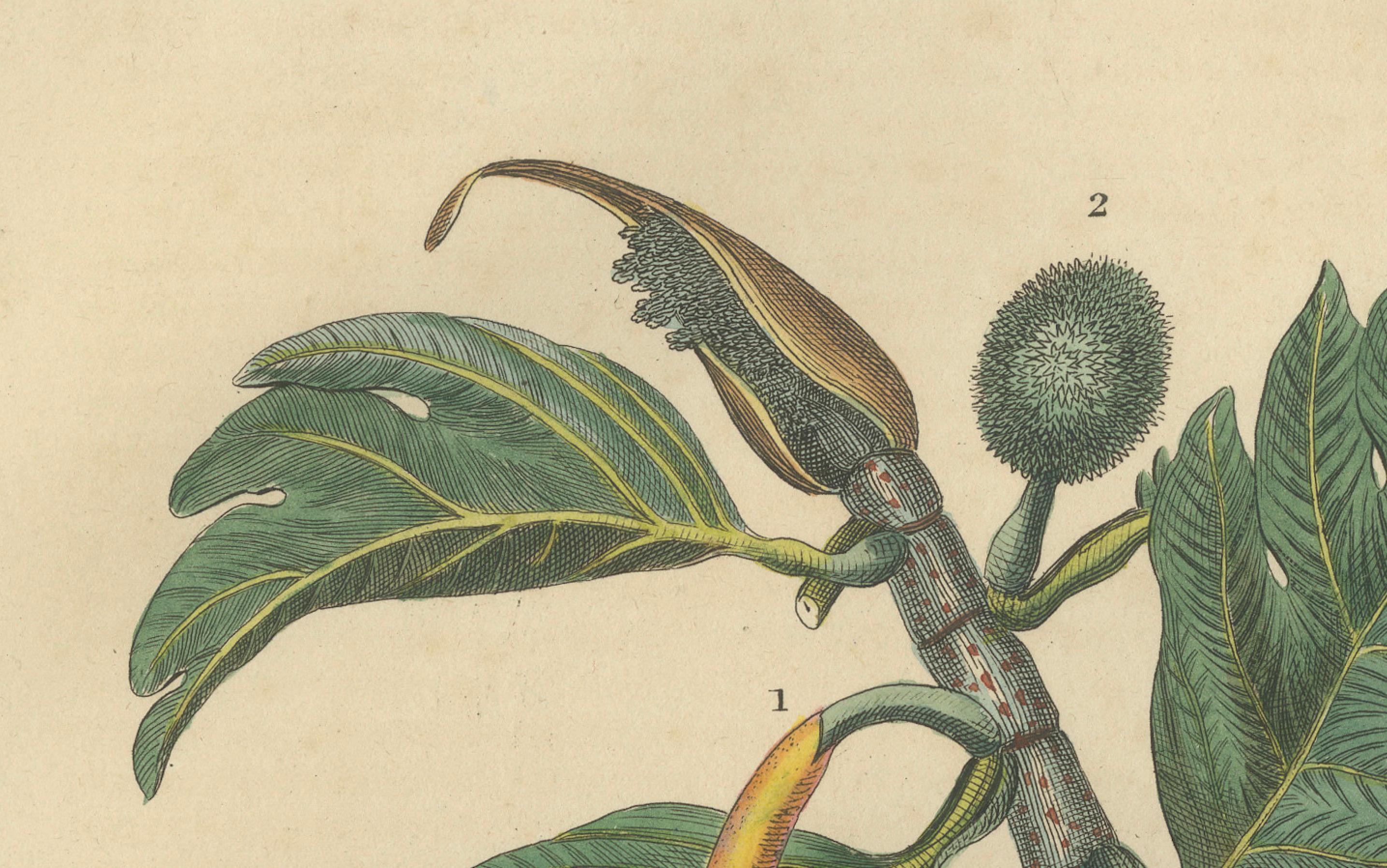 Artocarpus incisa (Árbol del pan) - Grabado botánico coloreado a mano, ca. 1825 principios del siglo XIX en venta