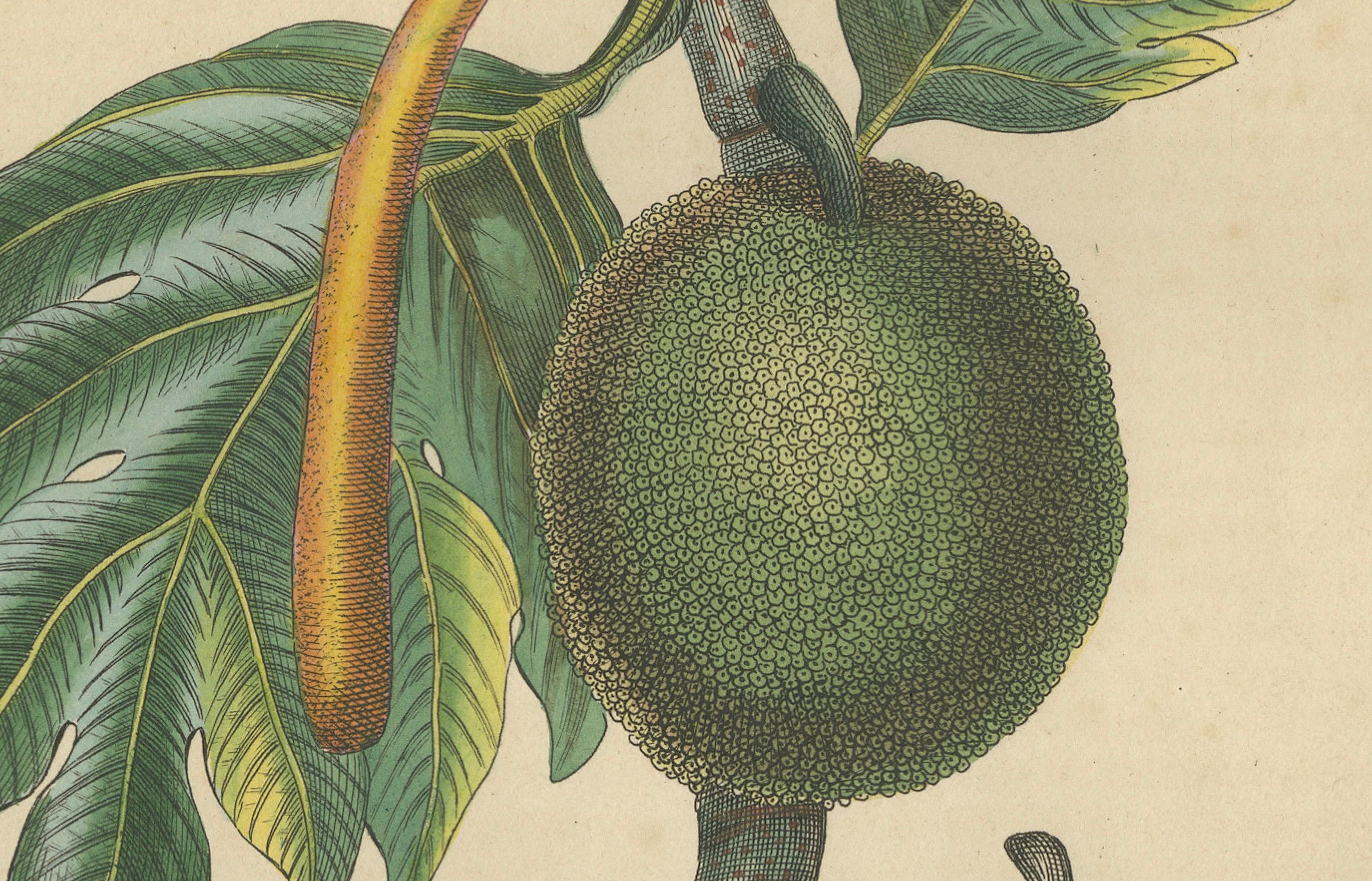 Artocarpus incisa (Árbol del pan) - Grabado botánico coloreado a mano, ca. 1825 Papel en venta