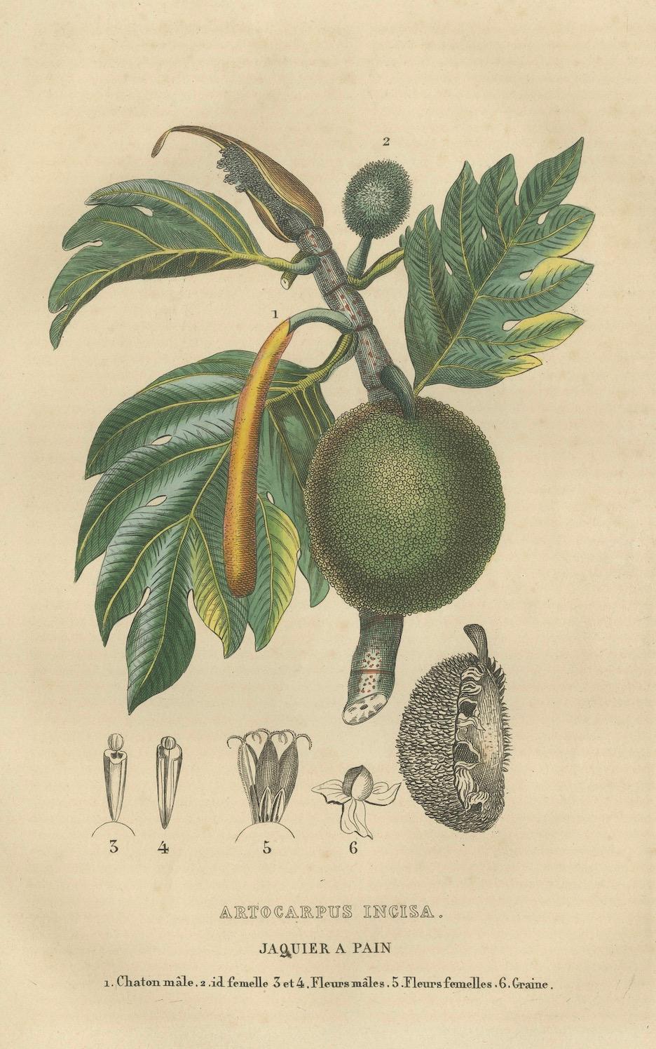 Artocarpus incisa (Árbol del pan) - Grabado botánico coloreado a mano, ca. 1825 en venta 1