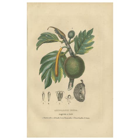 Artocarpus incisa (Breadfruit Tree) – Hand-Colored Botanical Engraving, ca. 1825