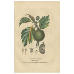 Artocarpus incisa (Breadfruit Tree) – Hand-Colored Botanical Engraving, ca. 1825