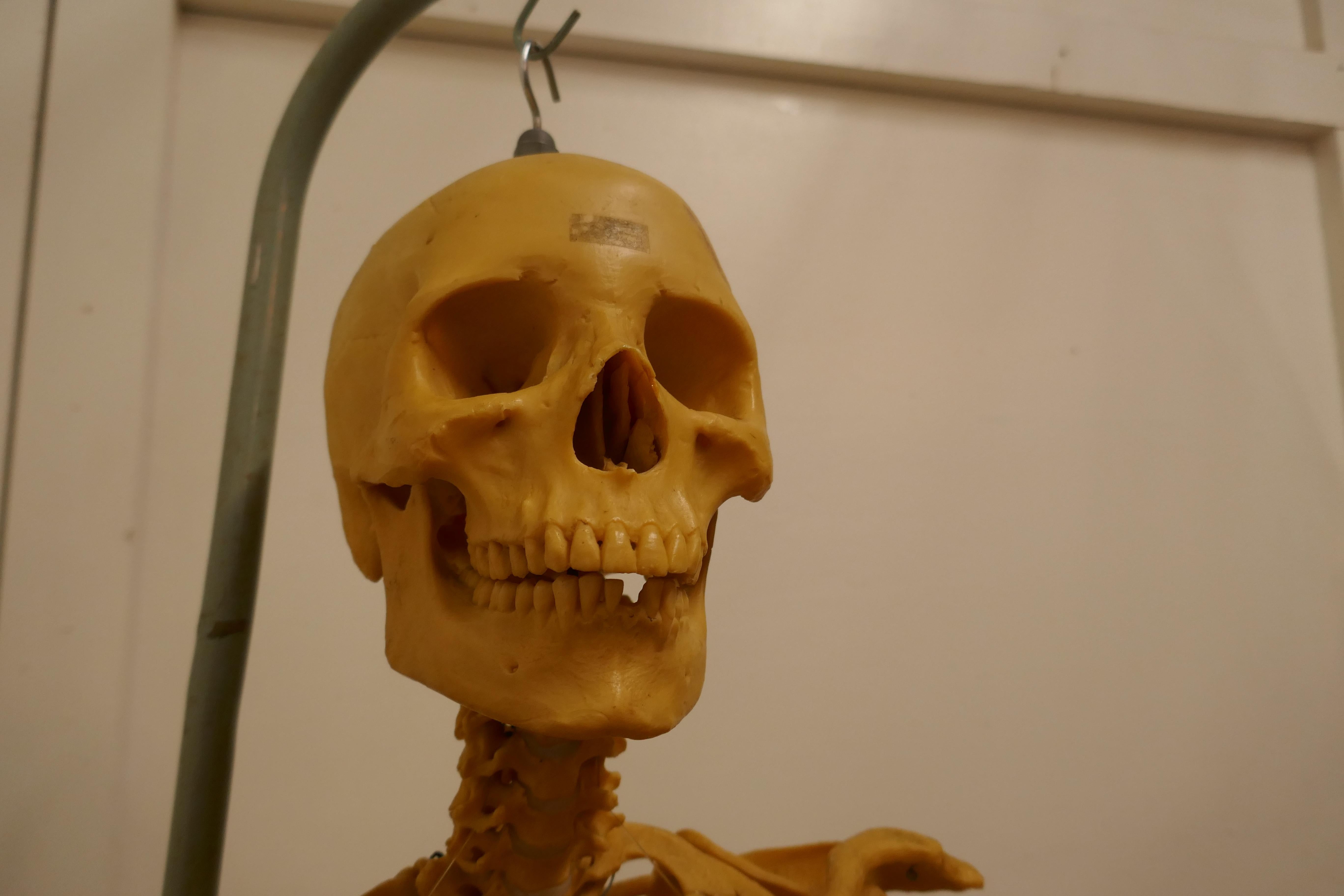 Life-size 1950s Skeleton Teaching Aid on Stand For Sale 3