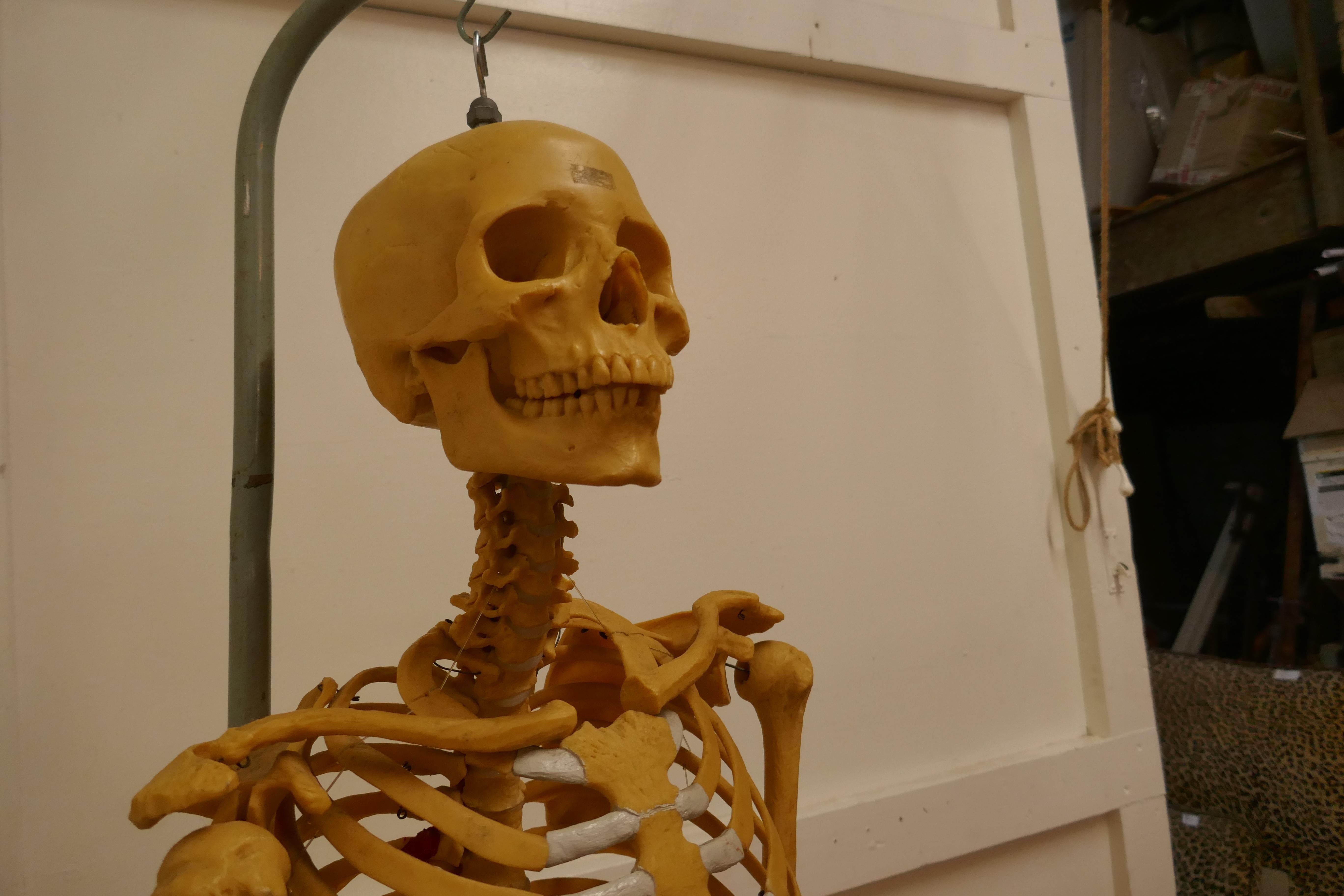 Life-size 1950s Skeleton Teaching Aid on Stand For Sale 4