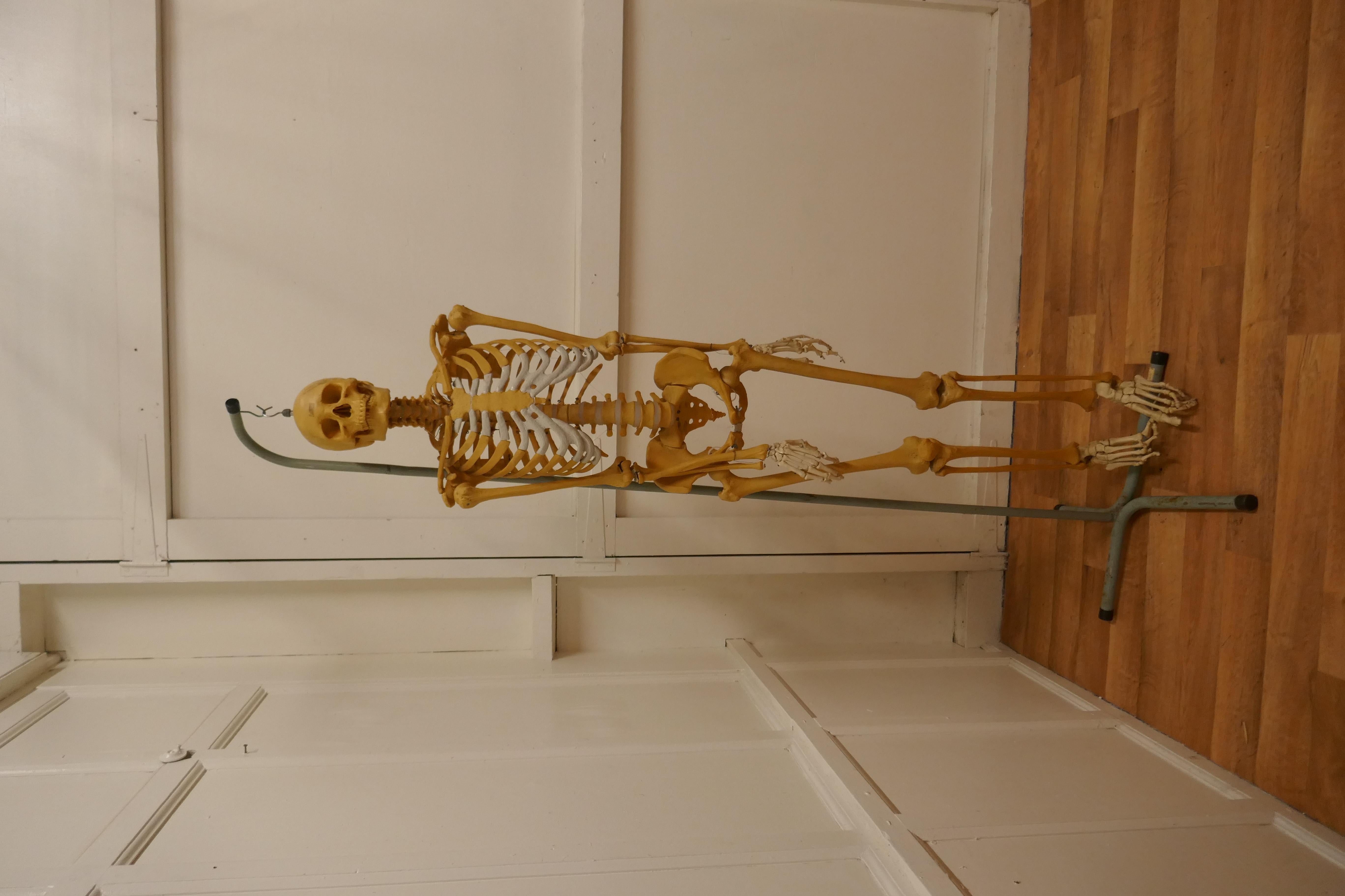Life-size 1950s Skeleton Teaching Aid on Stand

A 1950s original teaching aid, quirky and fun decoration, the piece is more or less intact it has been well used so has a few running repairs (mostly with electrical ties) but never the less a good
