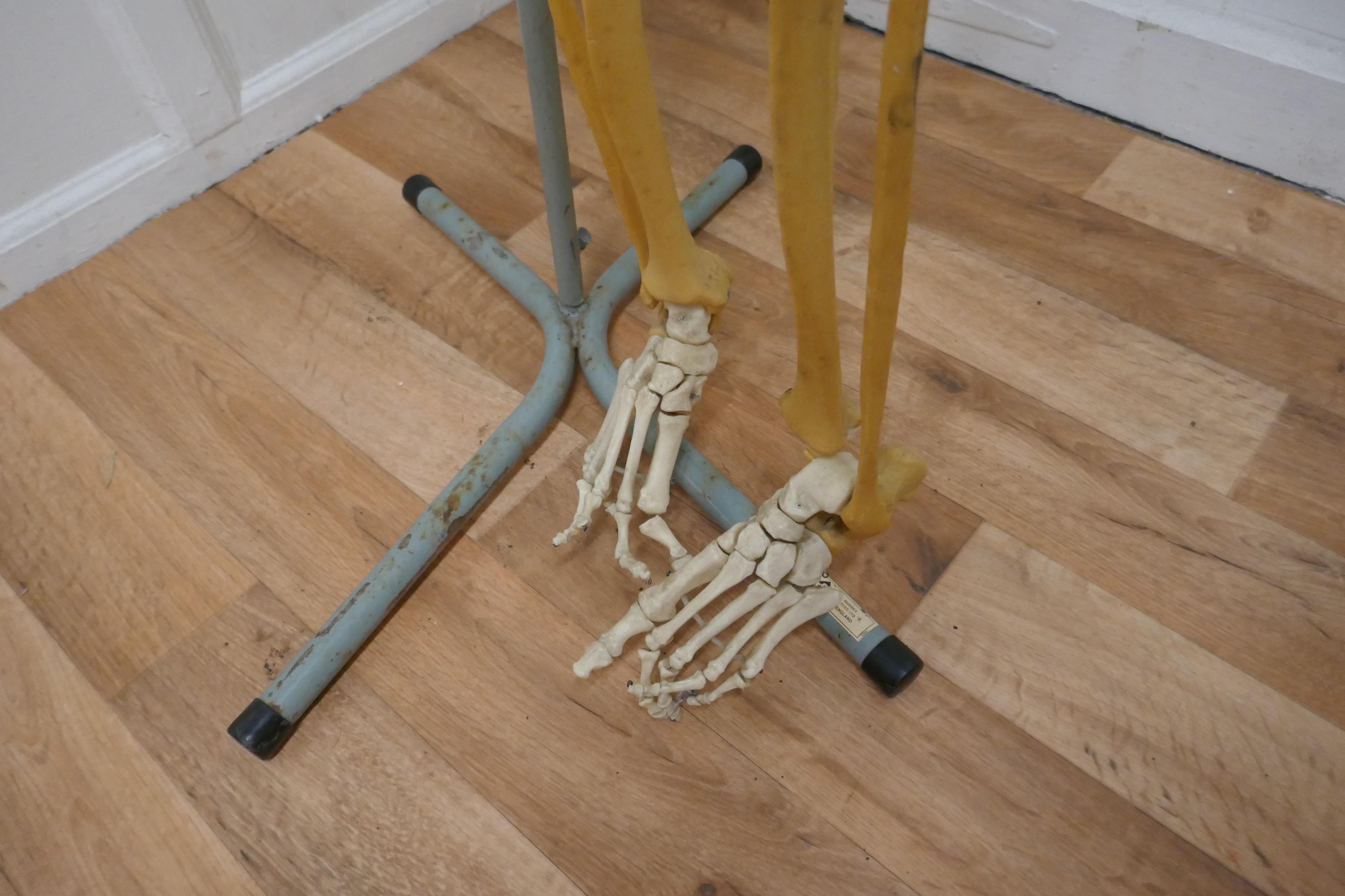 Industrial Life-size 1950s Skeleton Teaching Aid on Stand For Sale