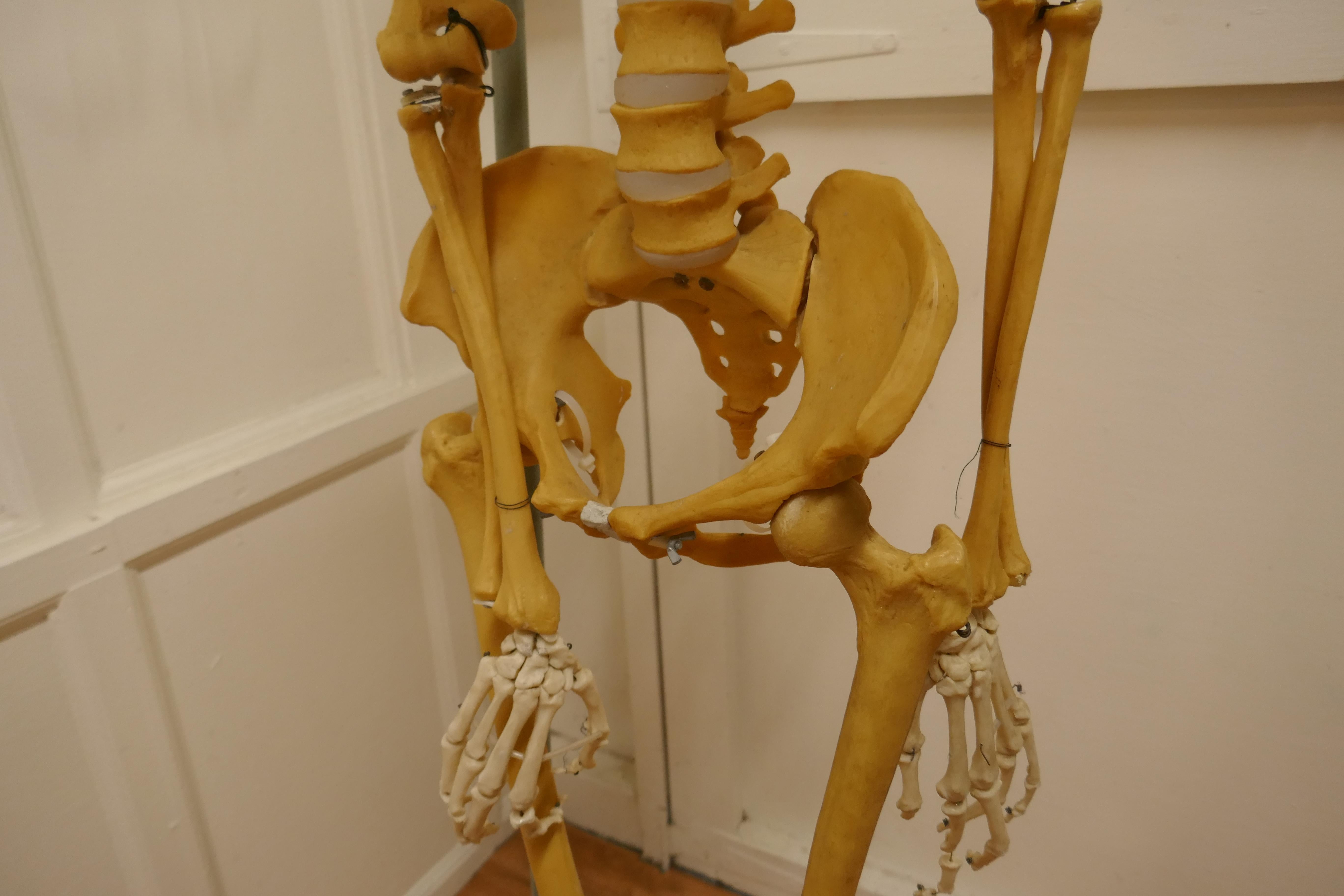 Life-size 1950s Skeleton Teaching Aid on Stand In Good Condition For Sale In Chillerton, Isle of Wight