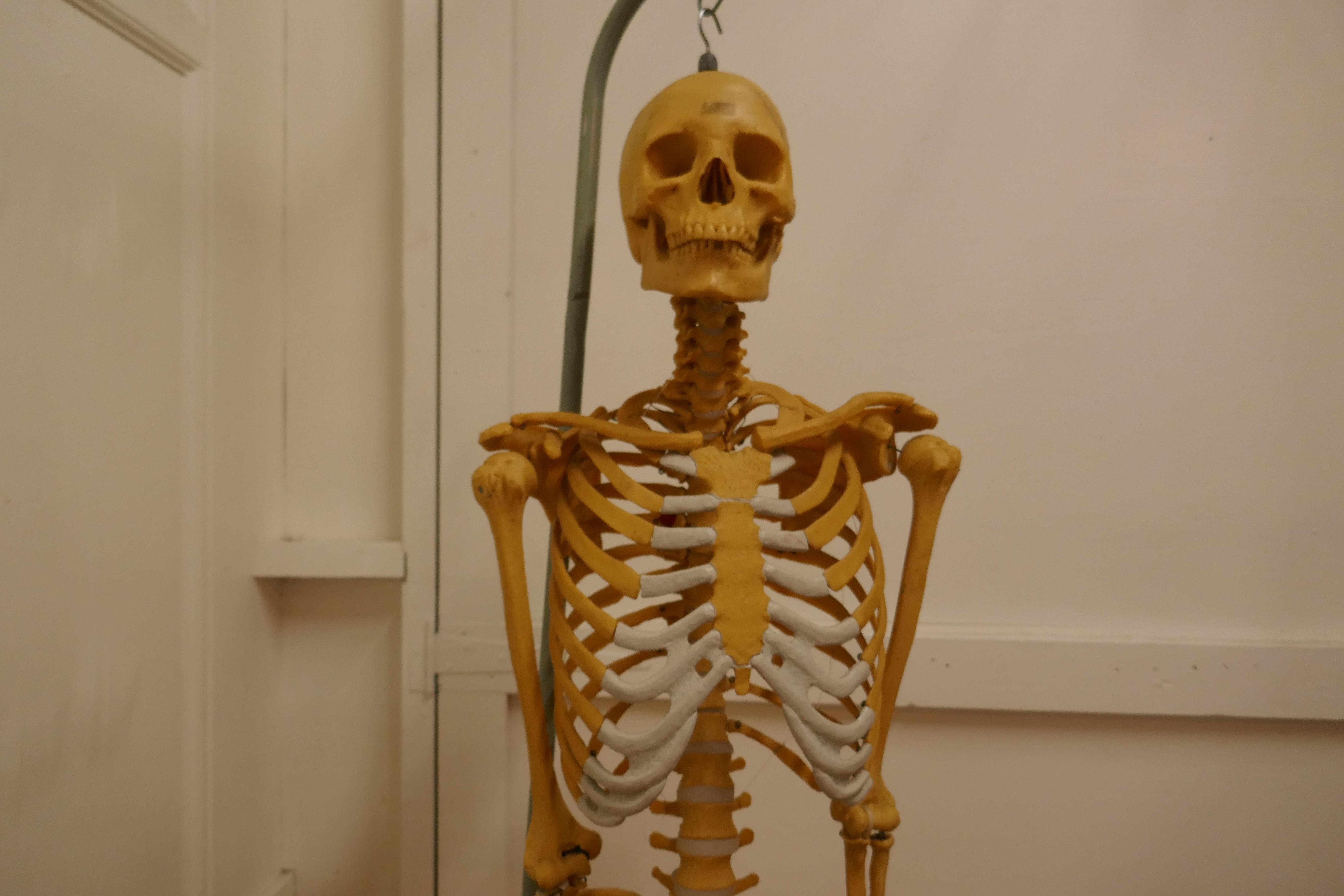 20th Century Life-size 1950s Skeleton Teaching Aid on Stand For Sale