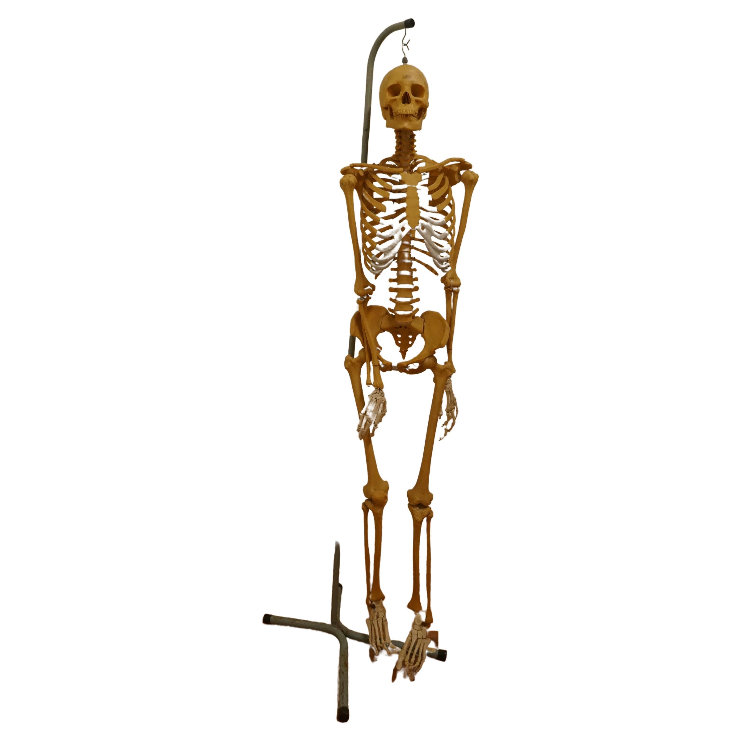 Life-size 1950s Skeleton Teaching Aid on Stand For Sale