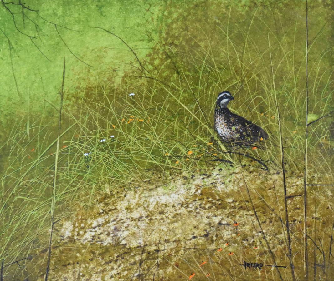 Arturo Mercado
(1938 -2016)
Austin Artist
Image Size: 6 x 7
Frame Size: 8.5 x 9.5
Medium: Acrylic
"Quail in the Bush"  signed
Biography 
Arturo Mercado (1938 -2016) 
Arturo Mercado was born on August 28, 1938 and raised in Austin, Texas. He attended