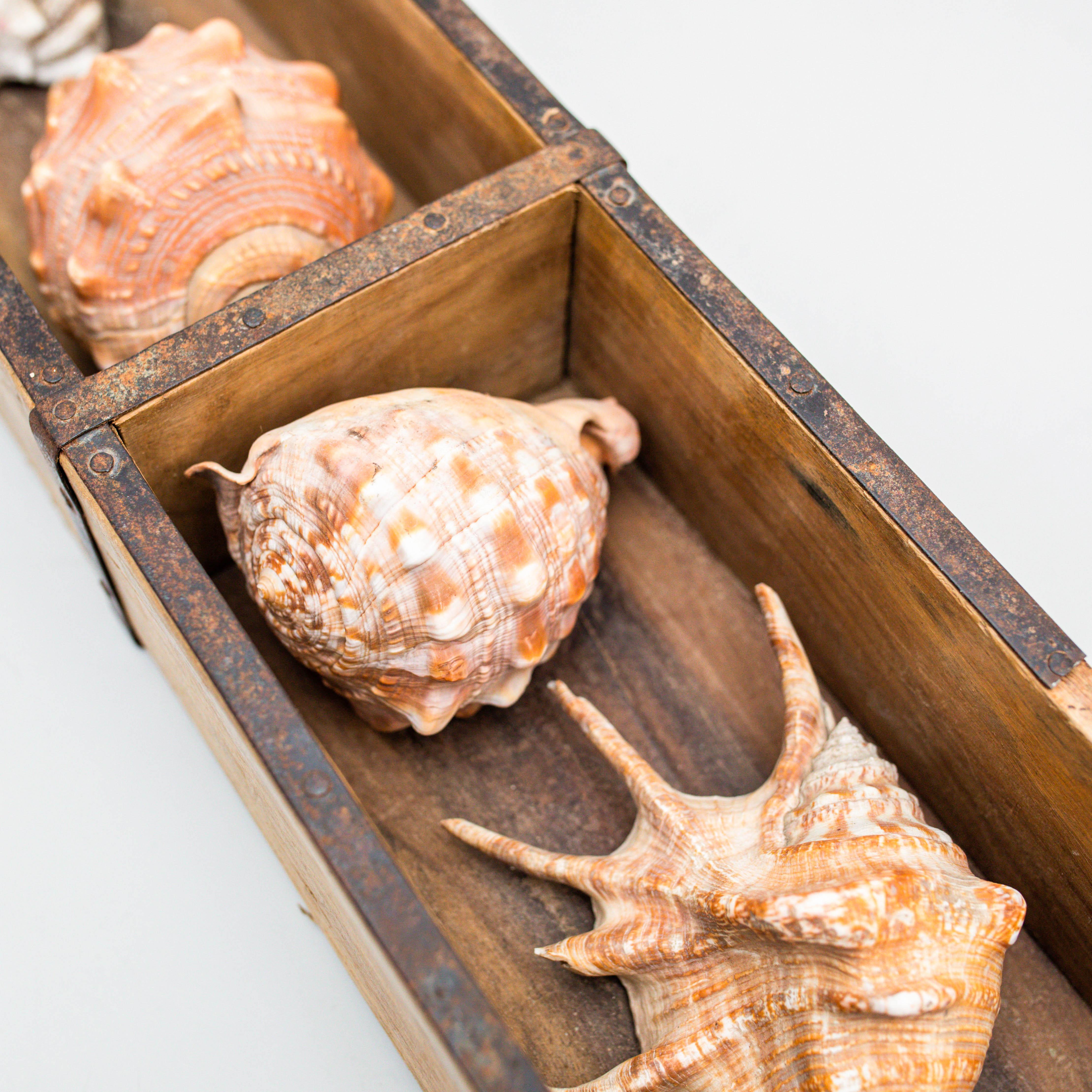 Late 20th Century Artwork with Shells, Circa 1990 For Sale